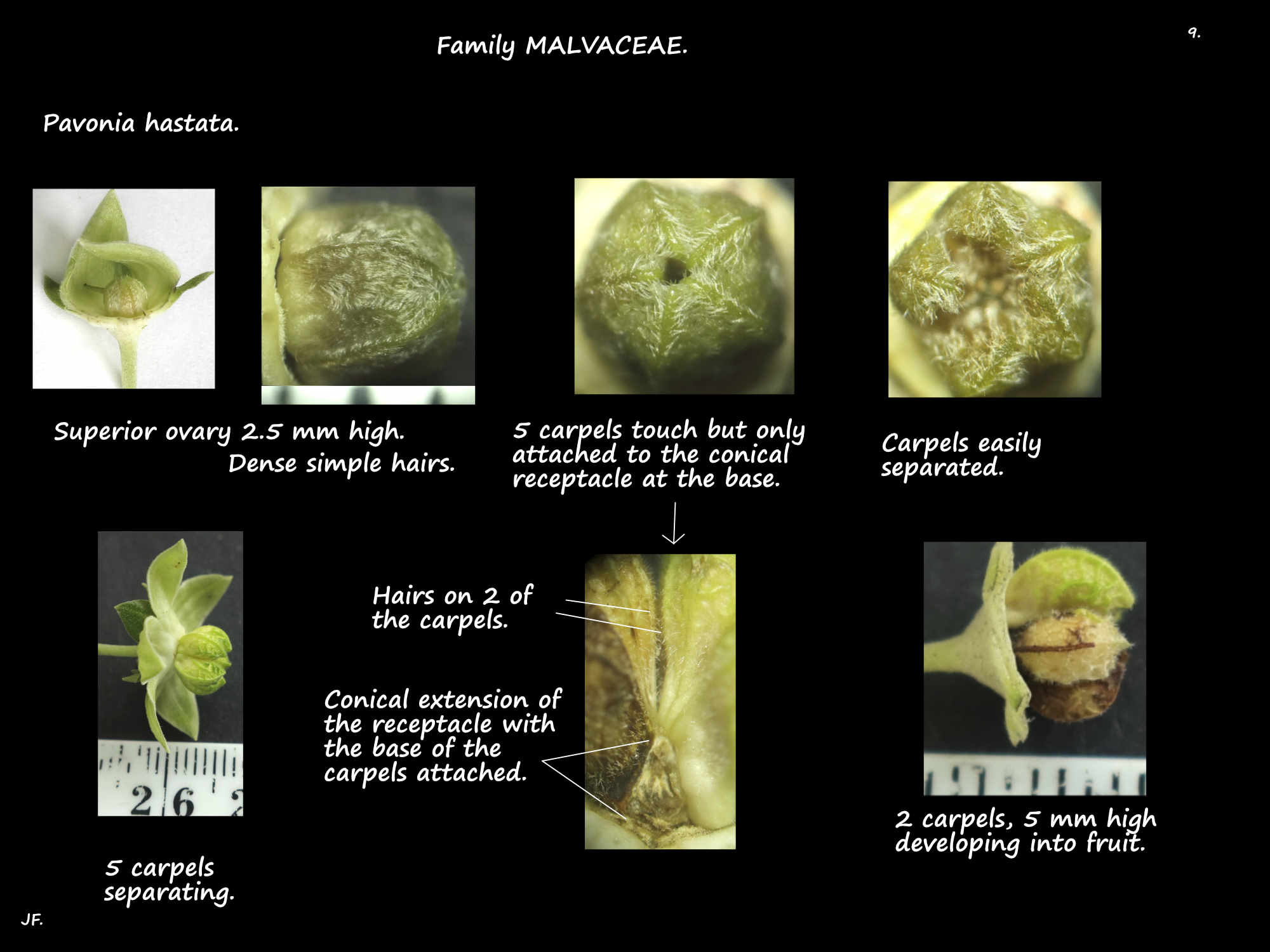 9 Pavonia hastata carpels