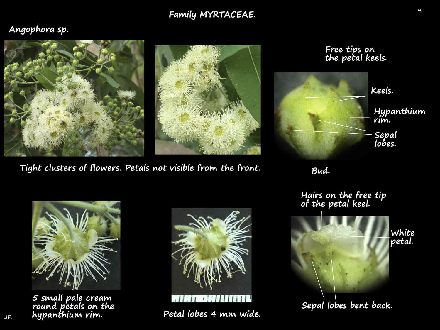 9 Petals on Angophora flowers
