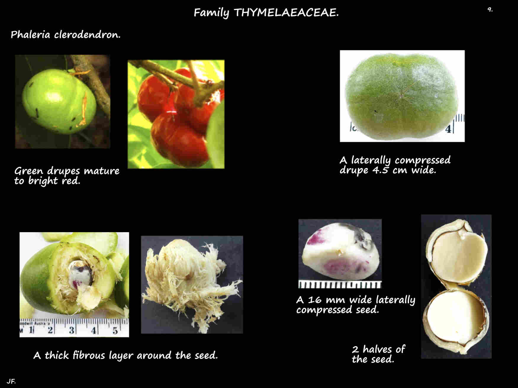 9 Phaleria clerodendron fruit are drupes