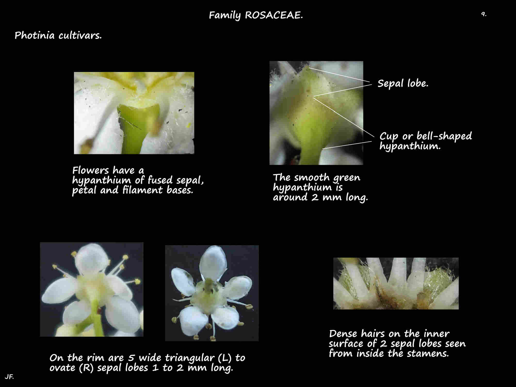 9 Photinia hypanthium & sepals