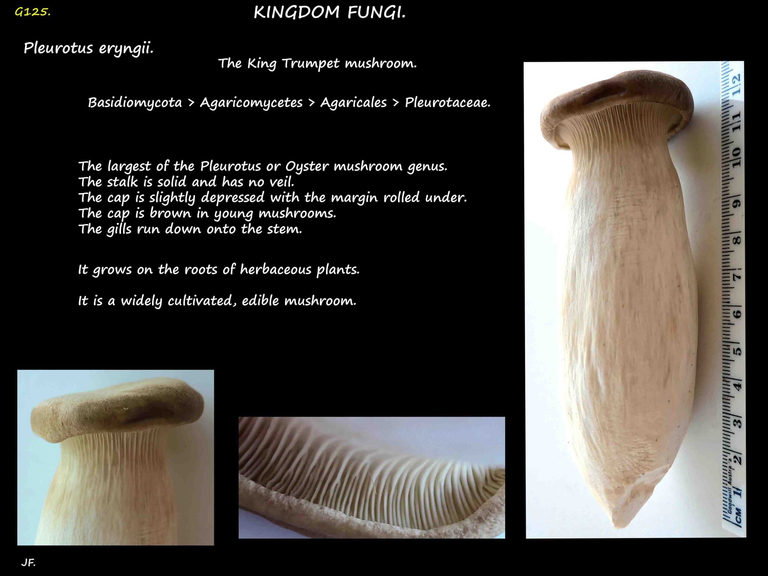 9 Pleutotus eryngii - the King Trumpet mushroom