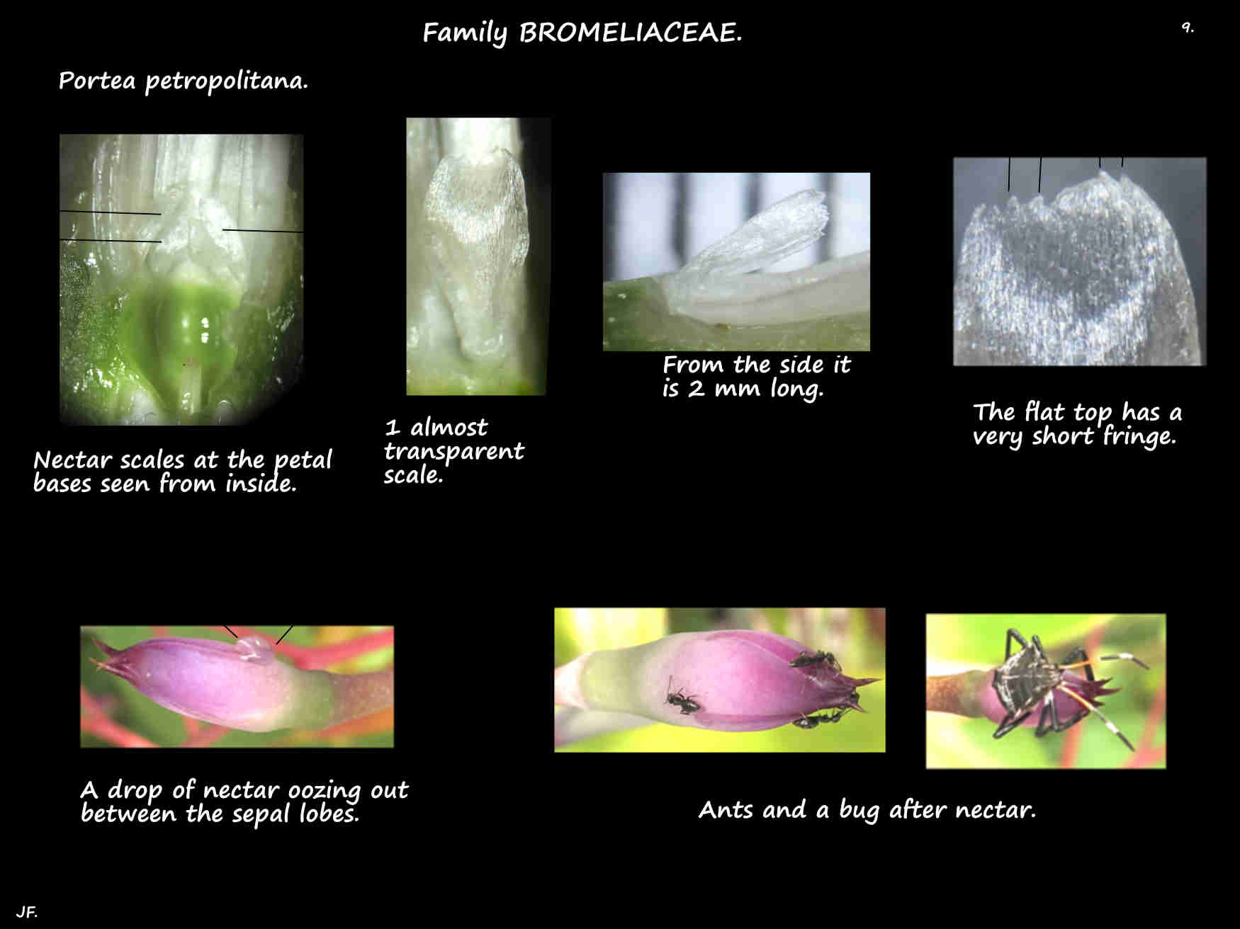 9 Portea petropolitana nectar scales