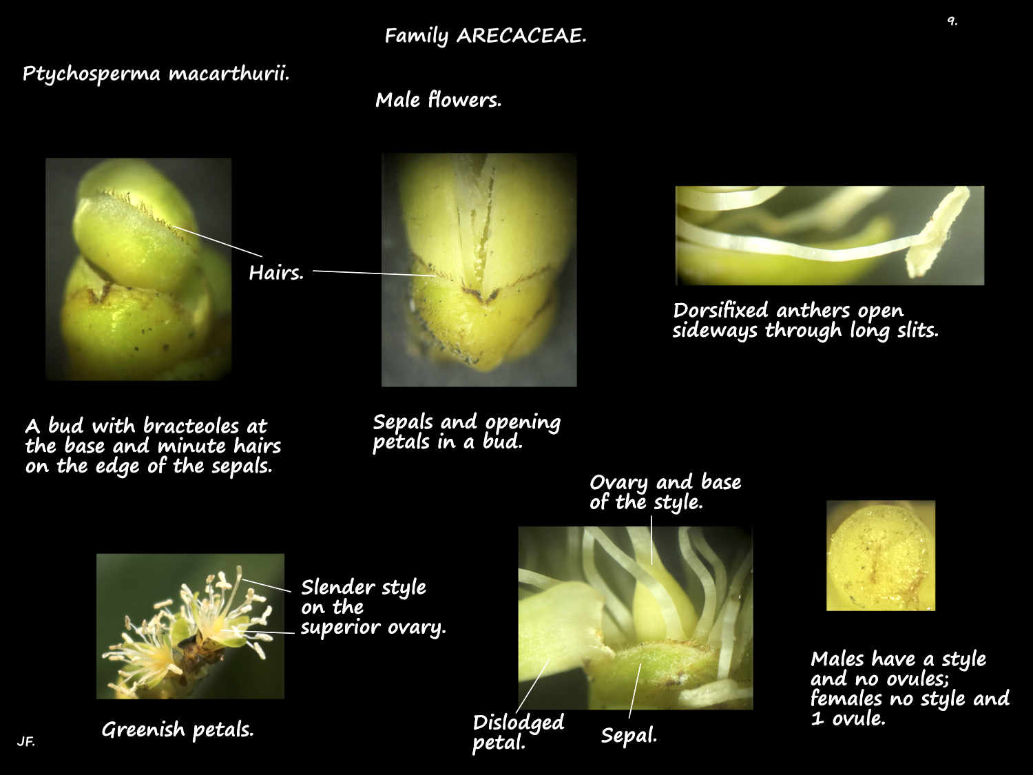 9 Ptychosperma macarthurii flower parts