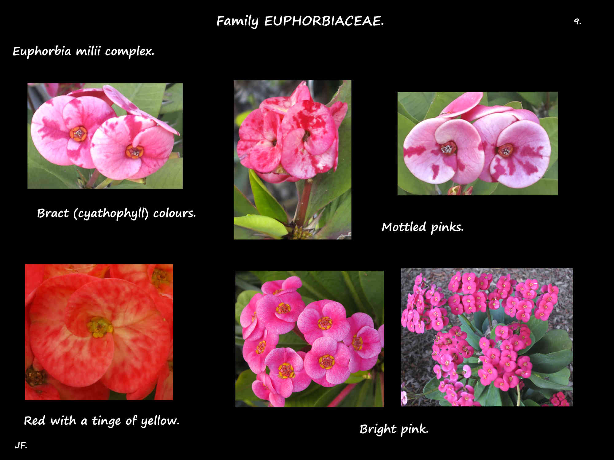 9 Red & pink 'Crown of thorns' cultivars