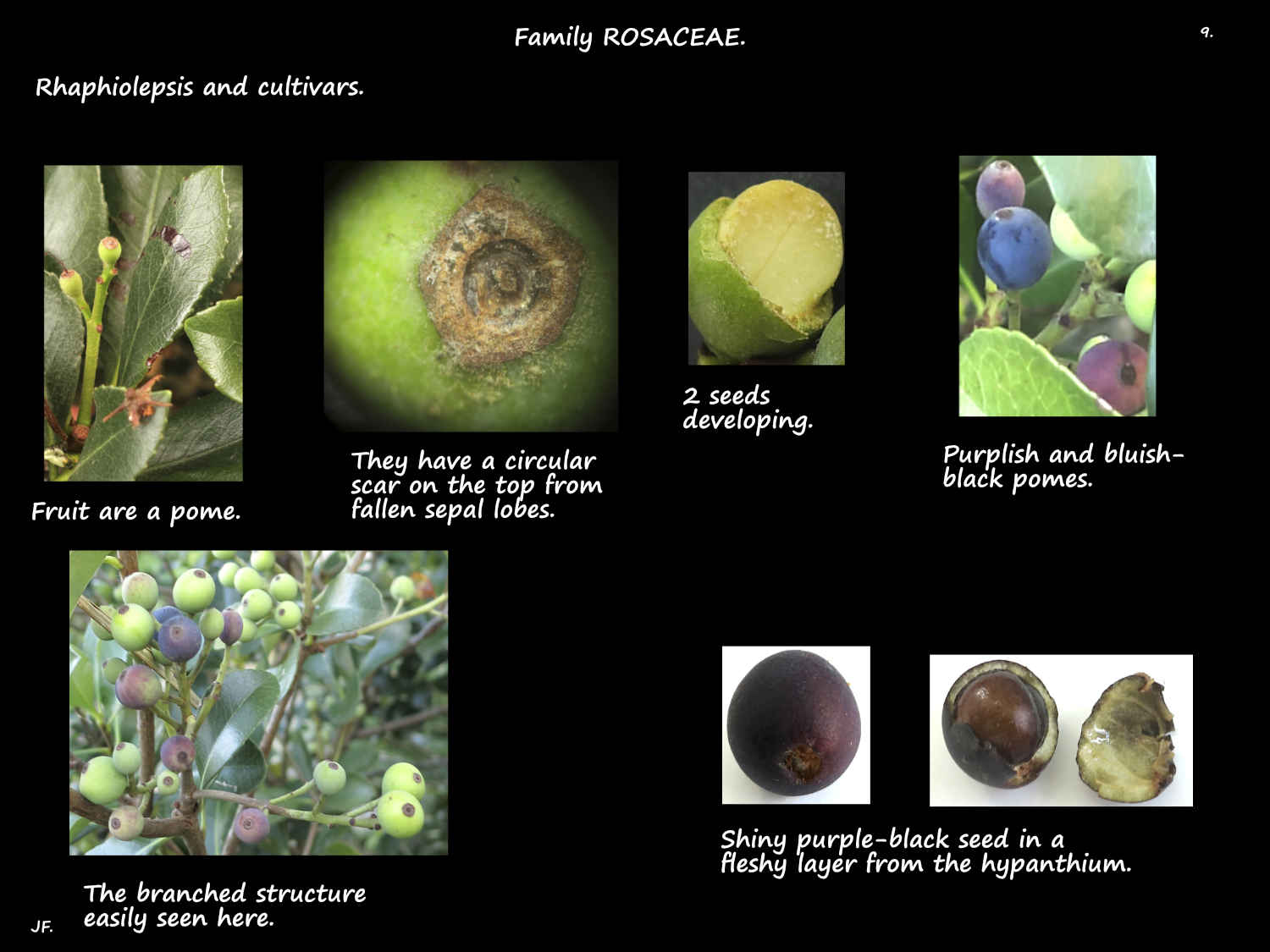 9 Rhaphiolepsis indica pomes