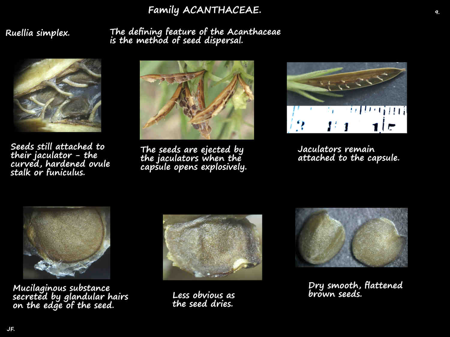 9 Ruellia simplex jaculators & seeds