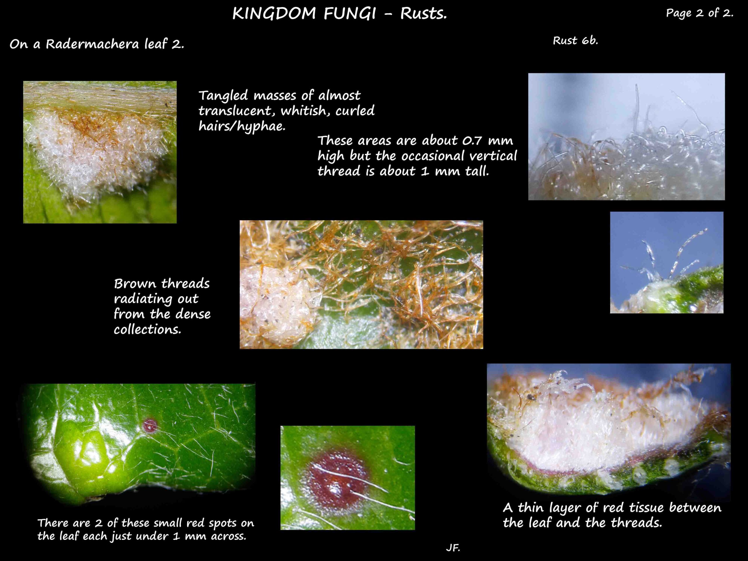 7b Hyphae & red nodules of the rust