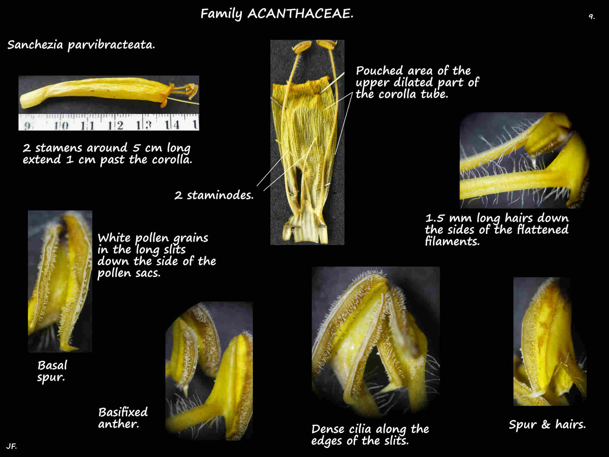 9 Sanchezia stamens & staminodes