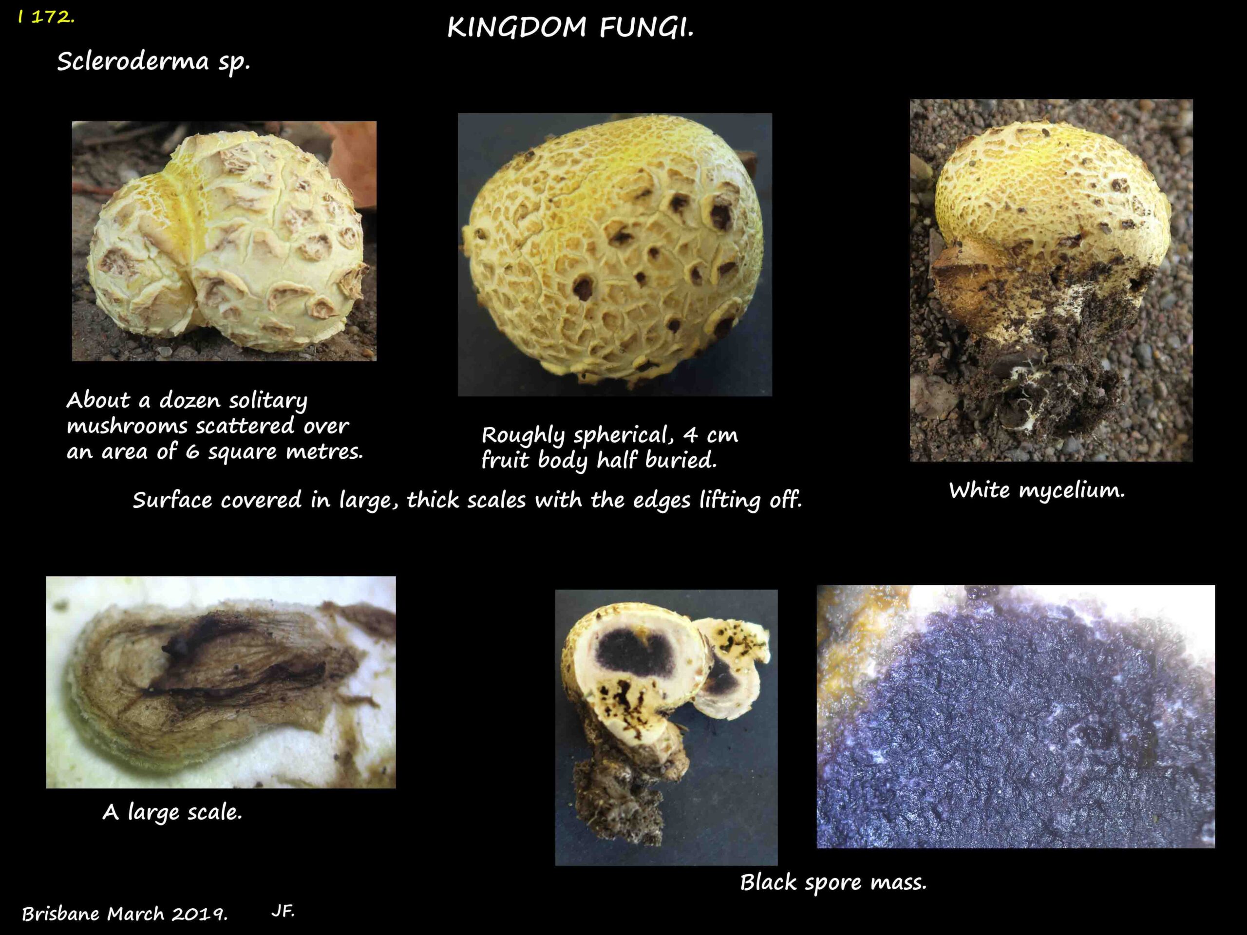 9 The mycelium & black spore mass of a Scleroderma fruit body