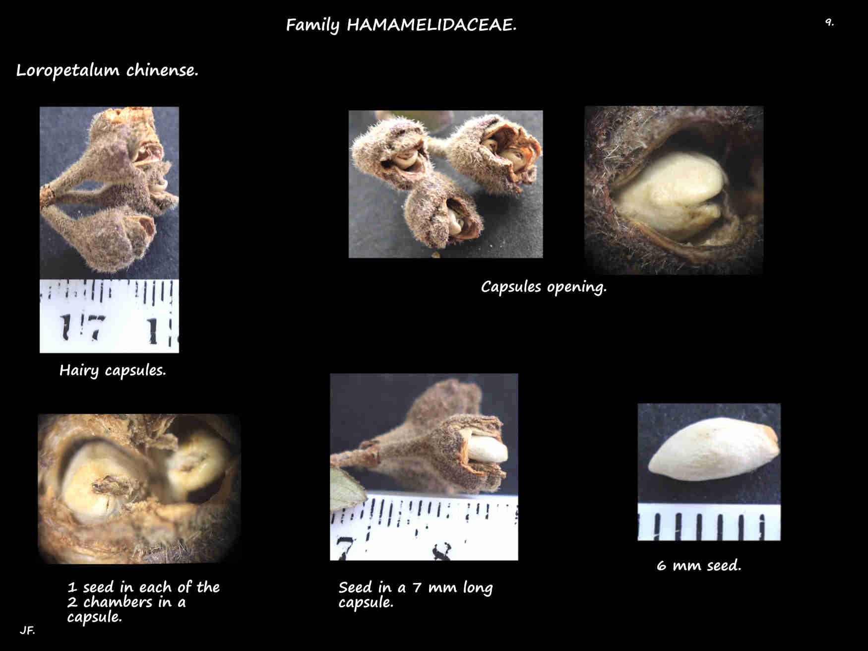 9 Seeds in Loropetalum capsules