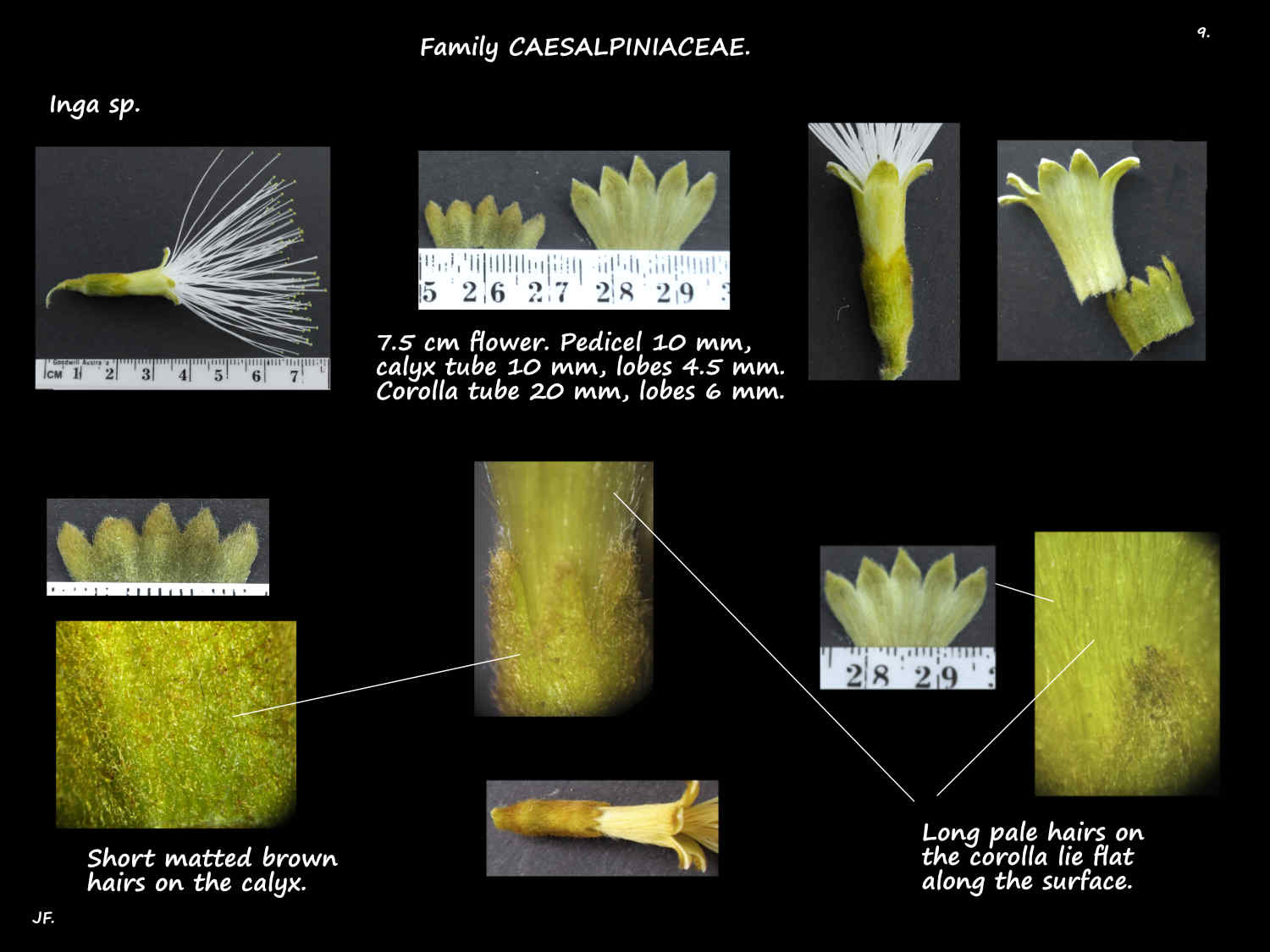 9 Sepals & petals of Inga flowers