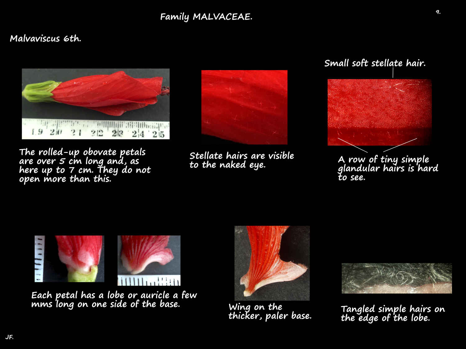 9 Sleeping Hibiscus petals