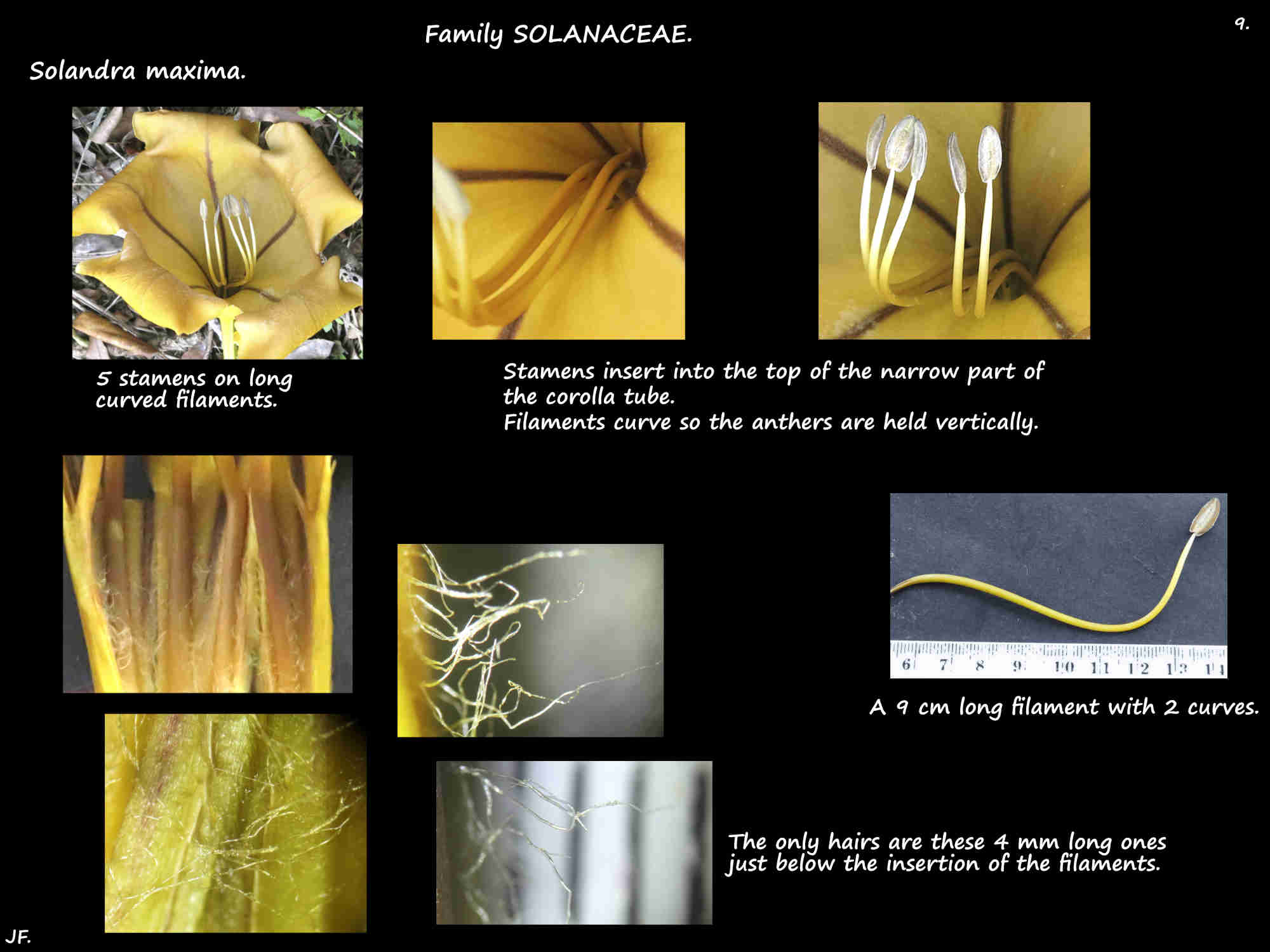 9 Solandra maxima stamen filaments