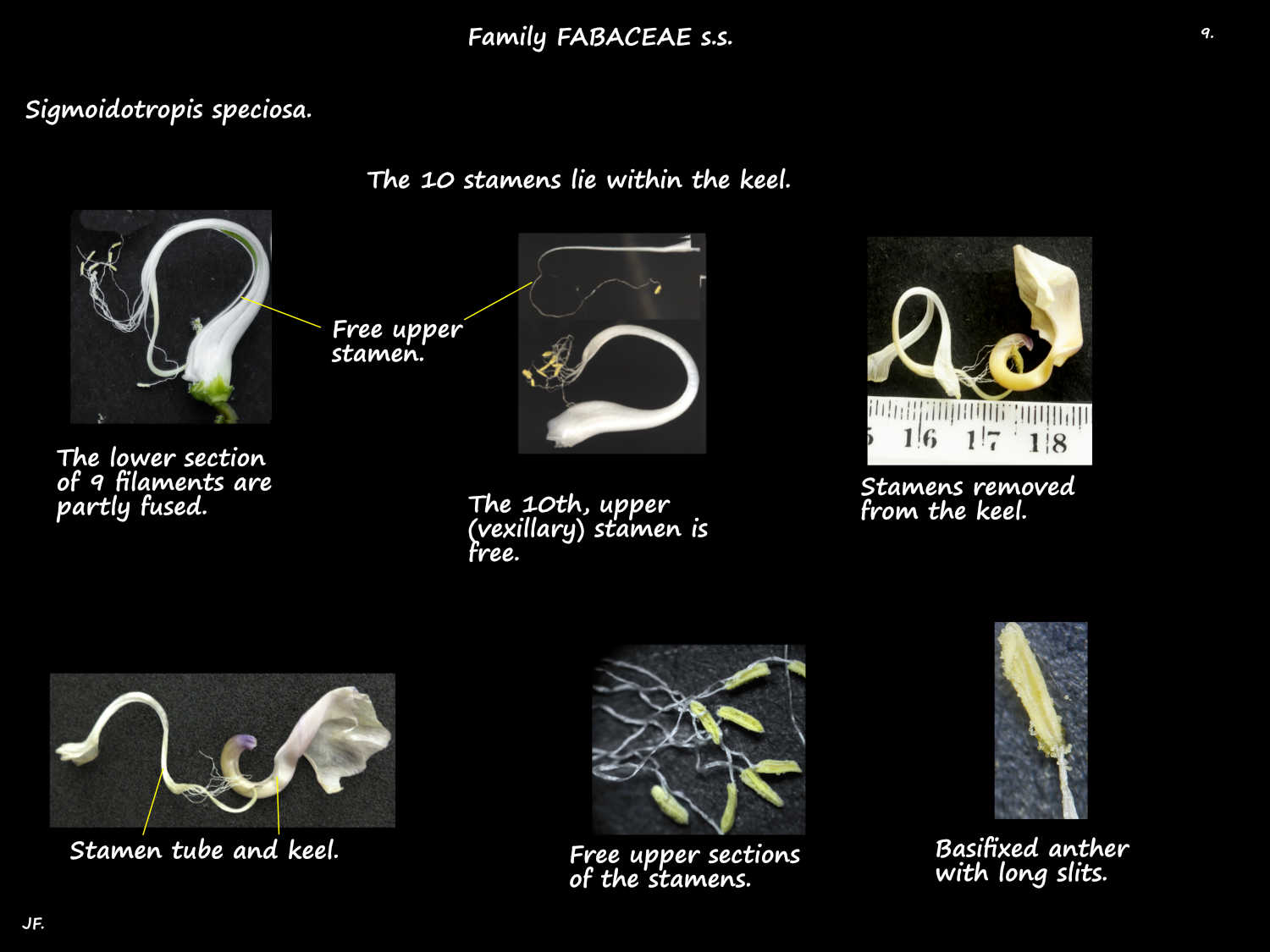 9 Stamens in the Sigmoidotropis speciosa keel