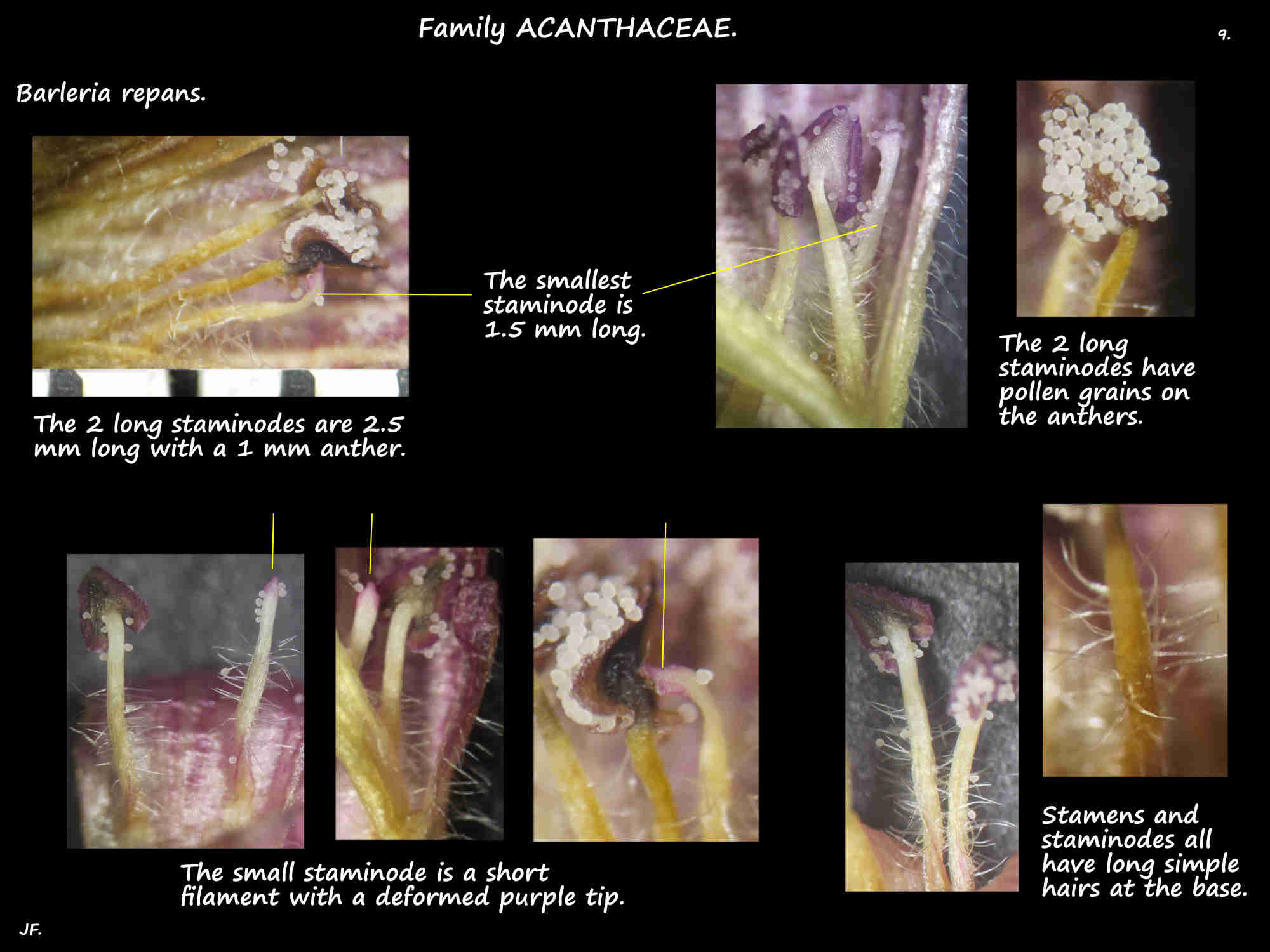 9 Staminodes of Barleria repans