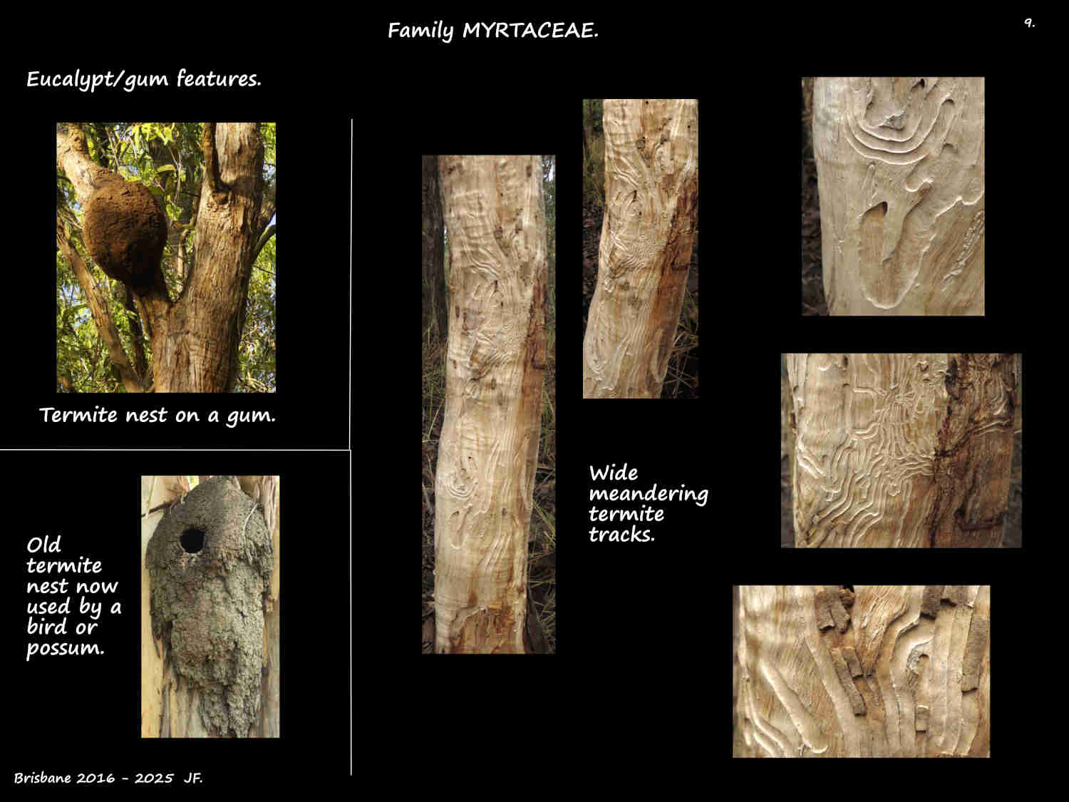9 Termite tracks on gum trees