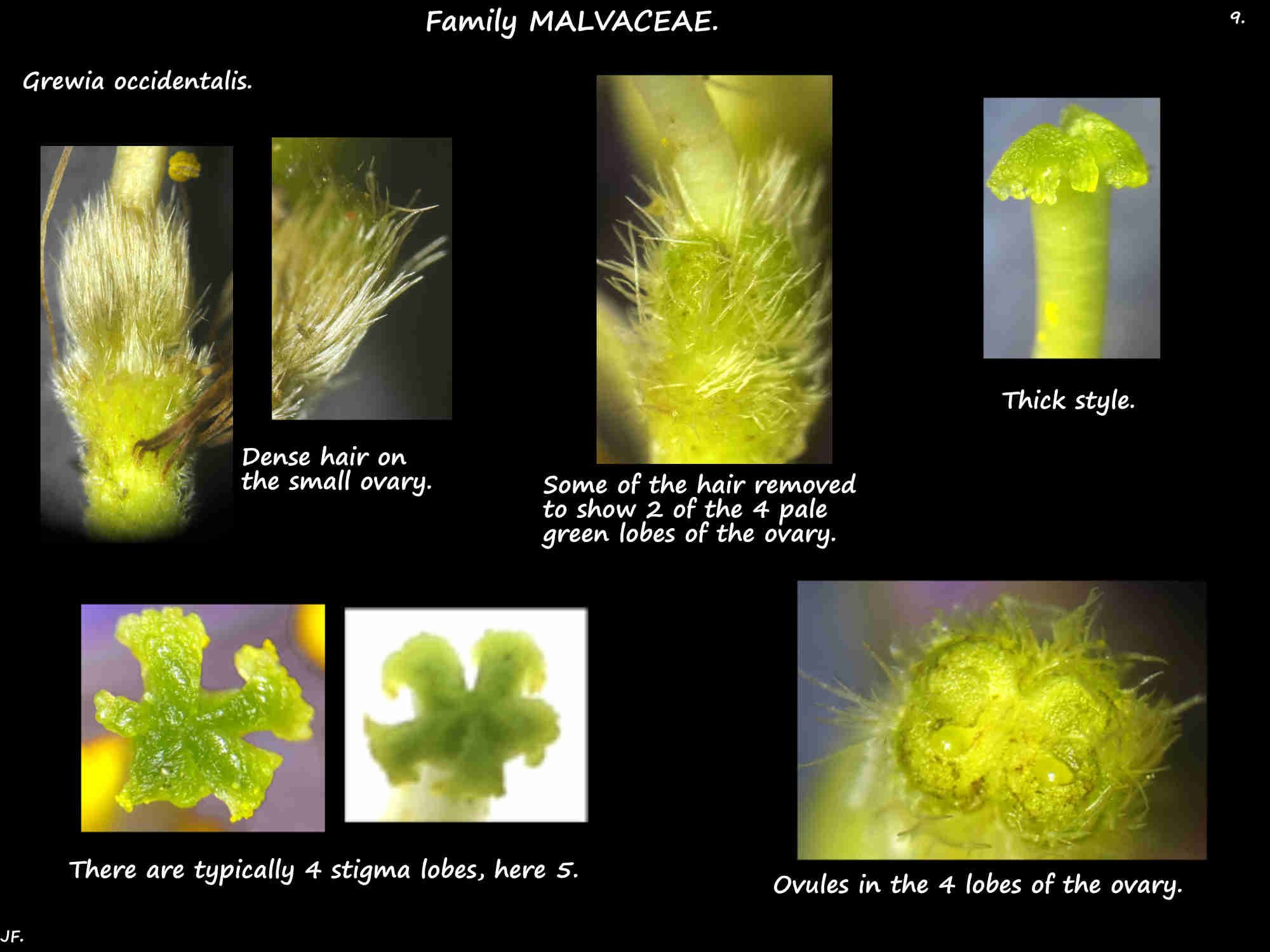 9 The 4-lobed ovary of Crossberry flowers