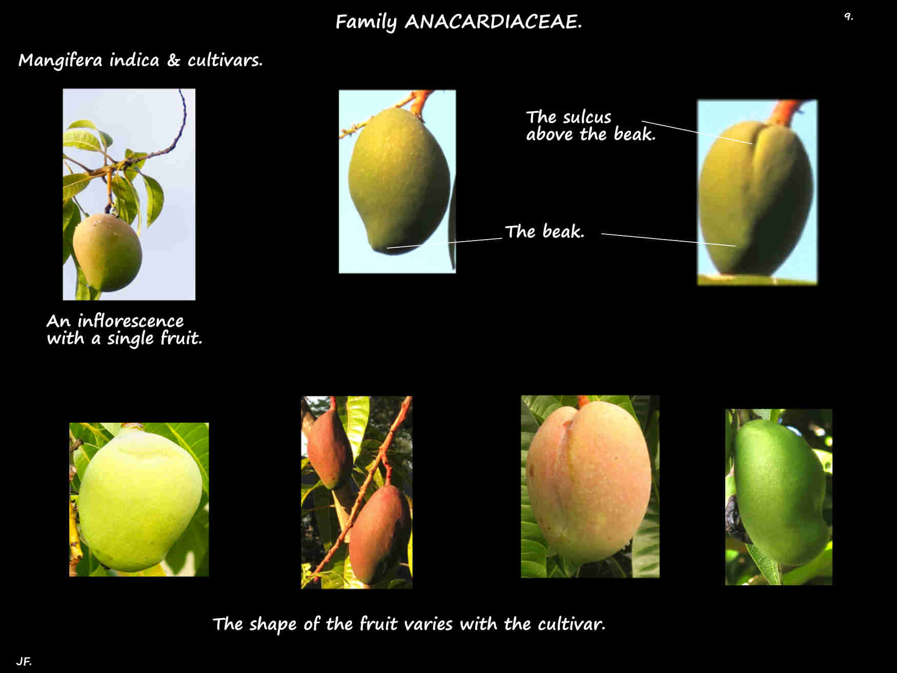 9 The beak & sulcus on Mango fruit
