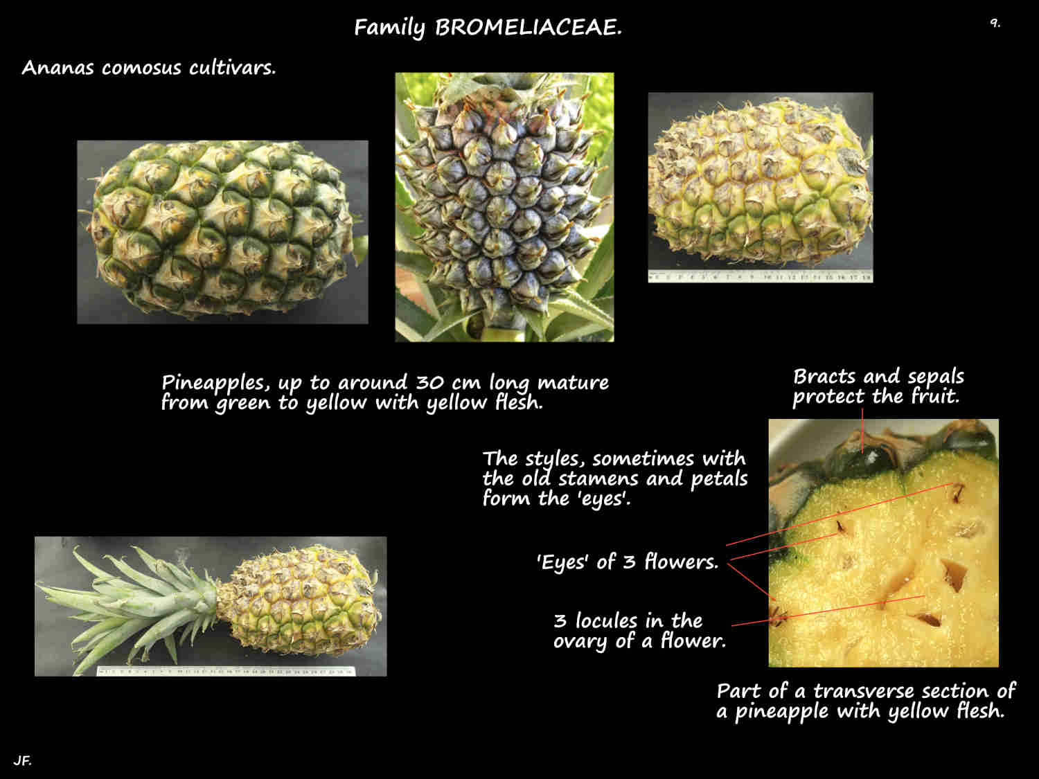 9 The 'eyes' of pineapples