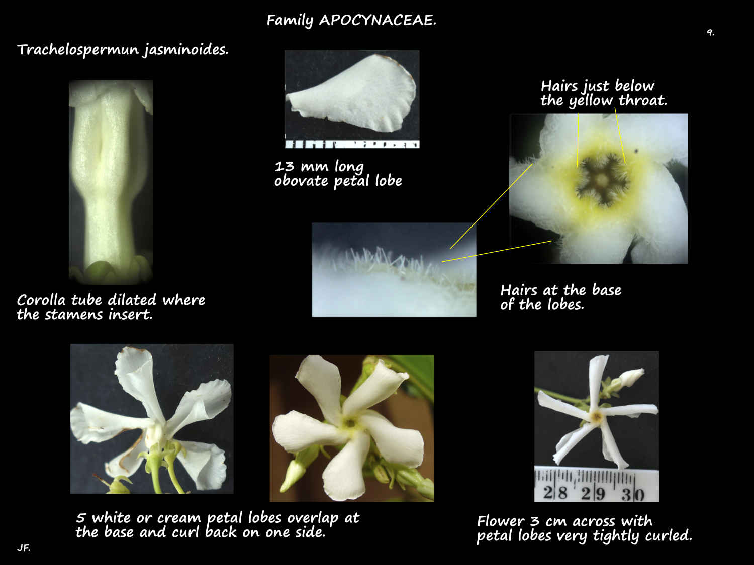 9 Trachelospermum jasminoides petals