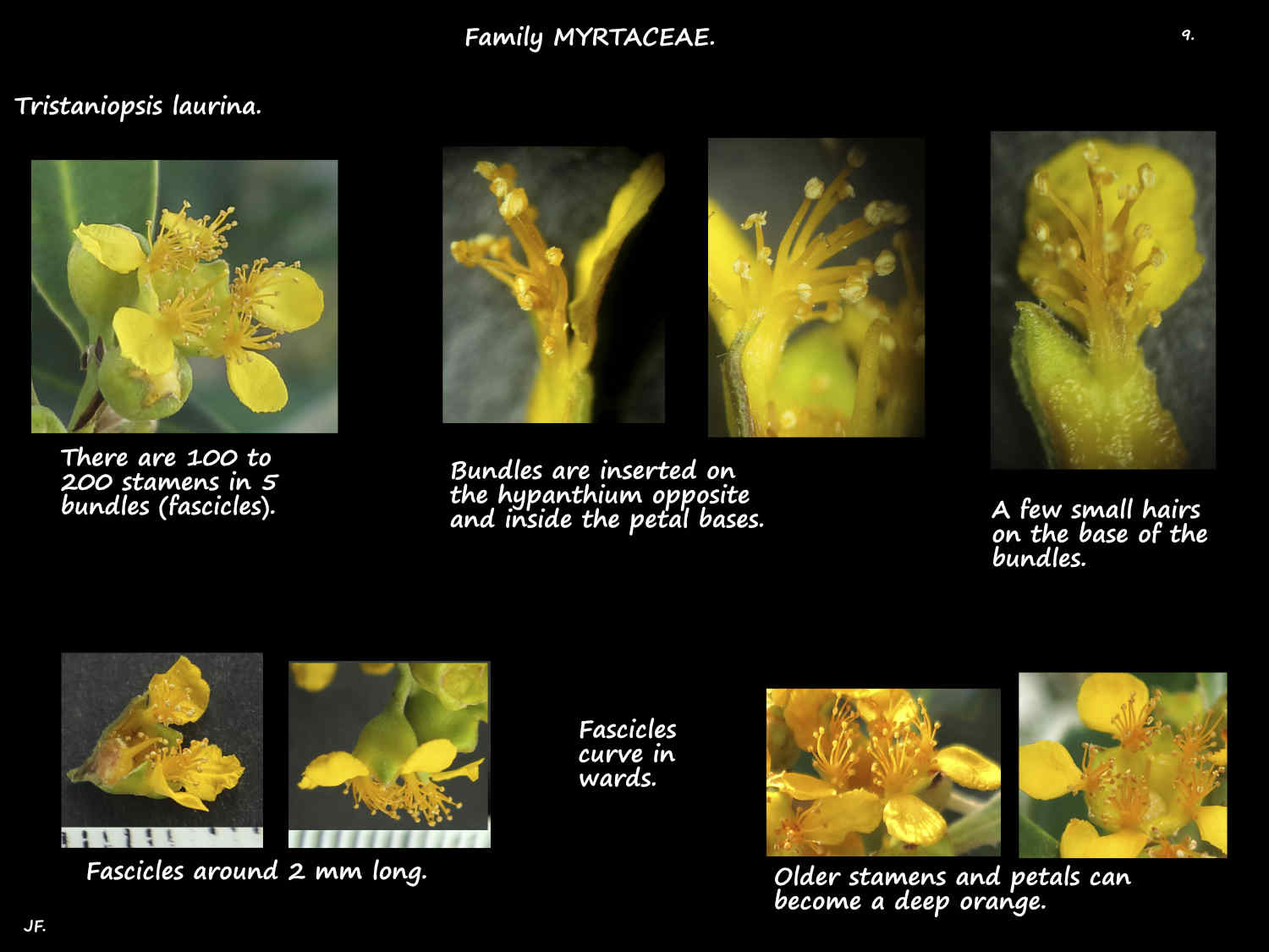 9 Tristaniopsis laurina stamens
