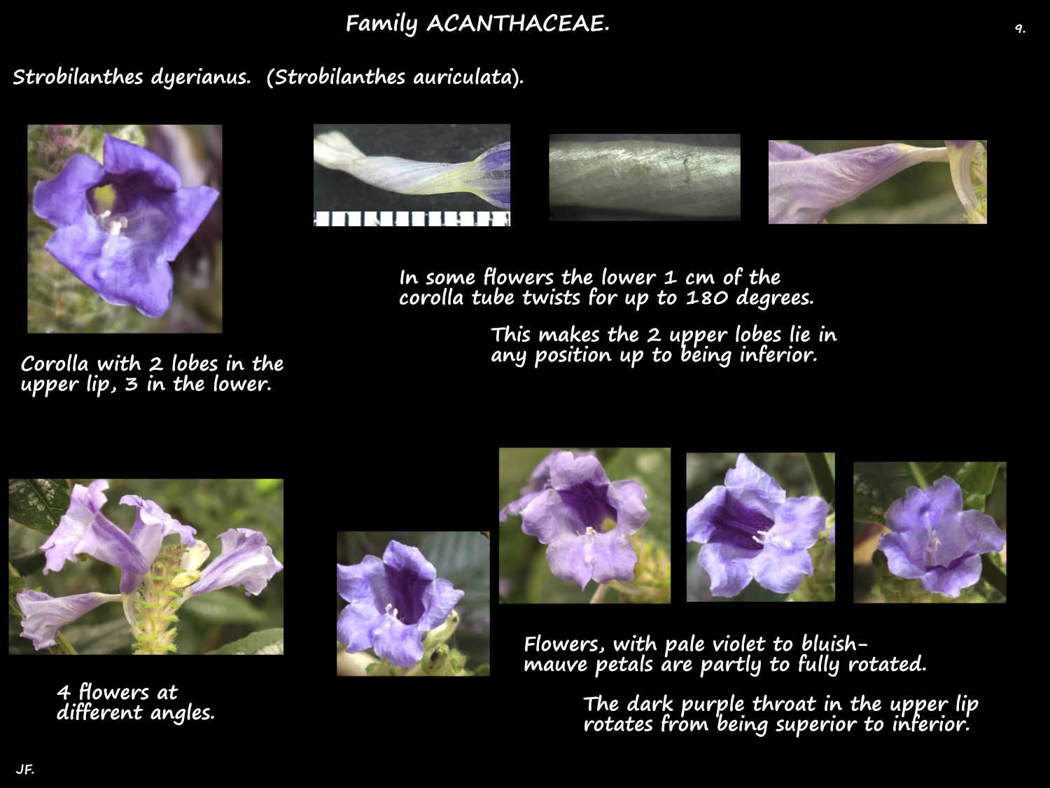 9 Twisted Strobilanthes corolla tube