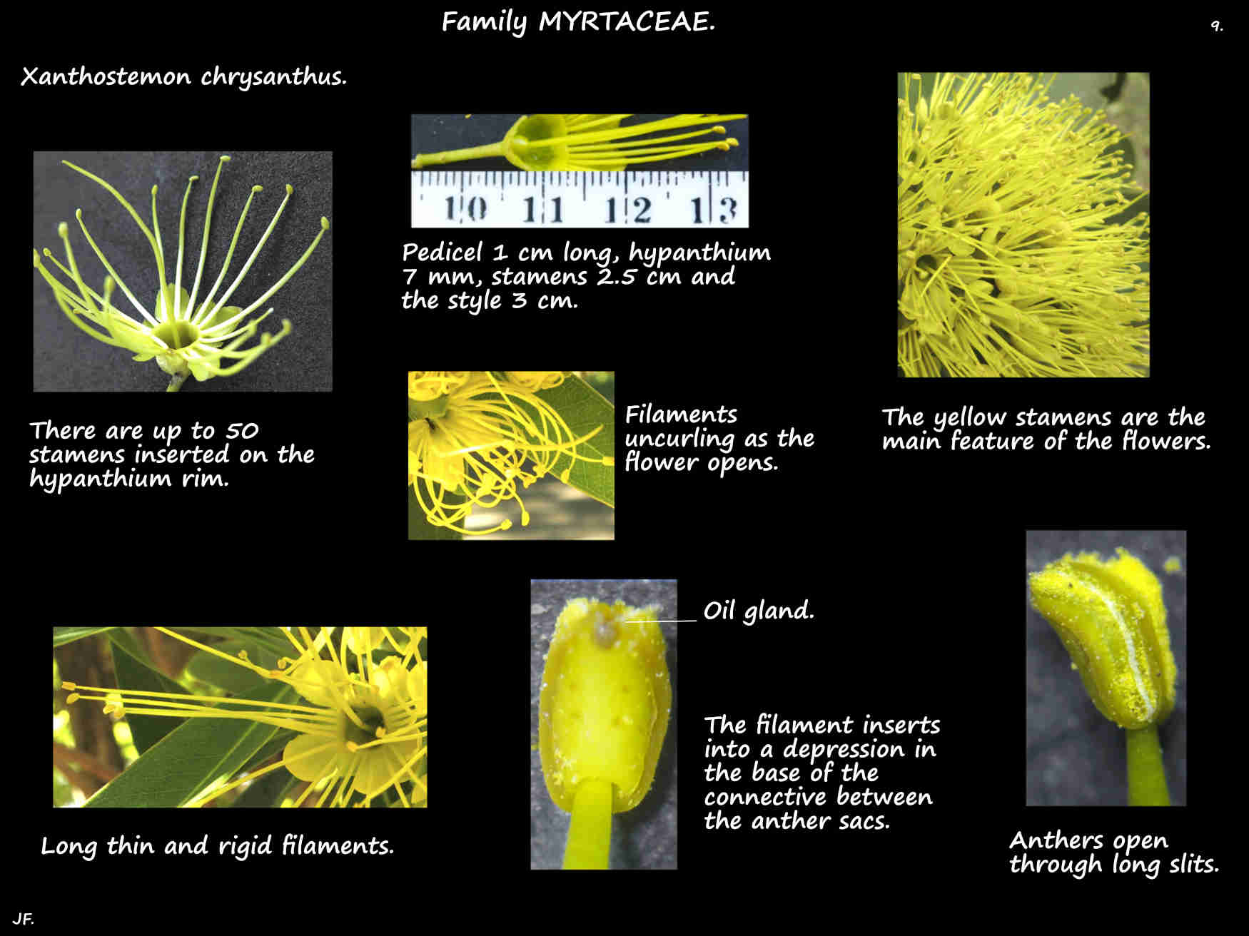 9 Xanthostemon chrysanthus stamens