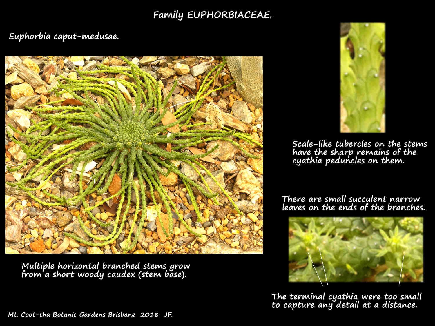 A Euphorbia caput-medusae plant