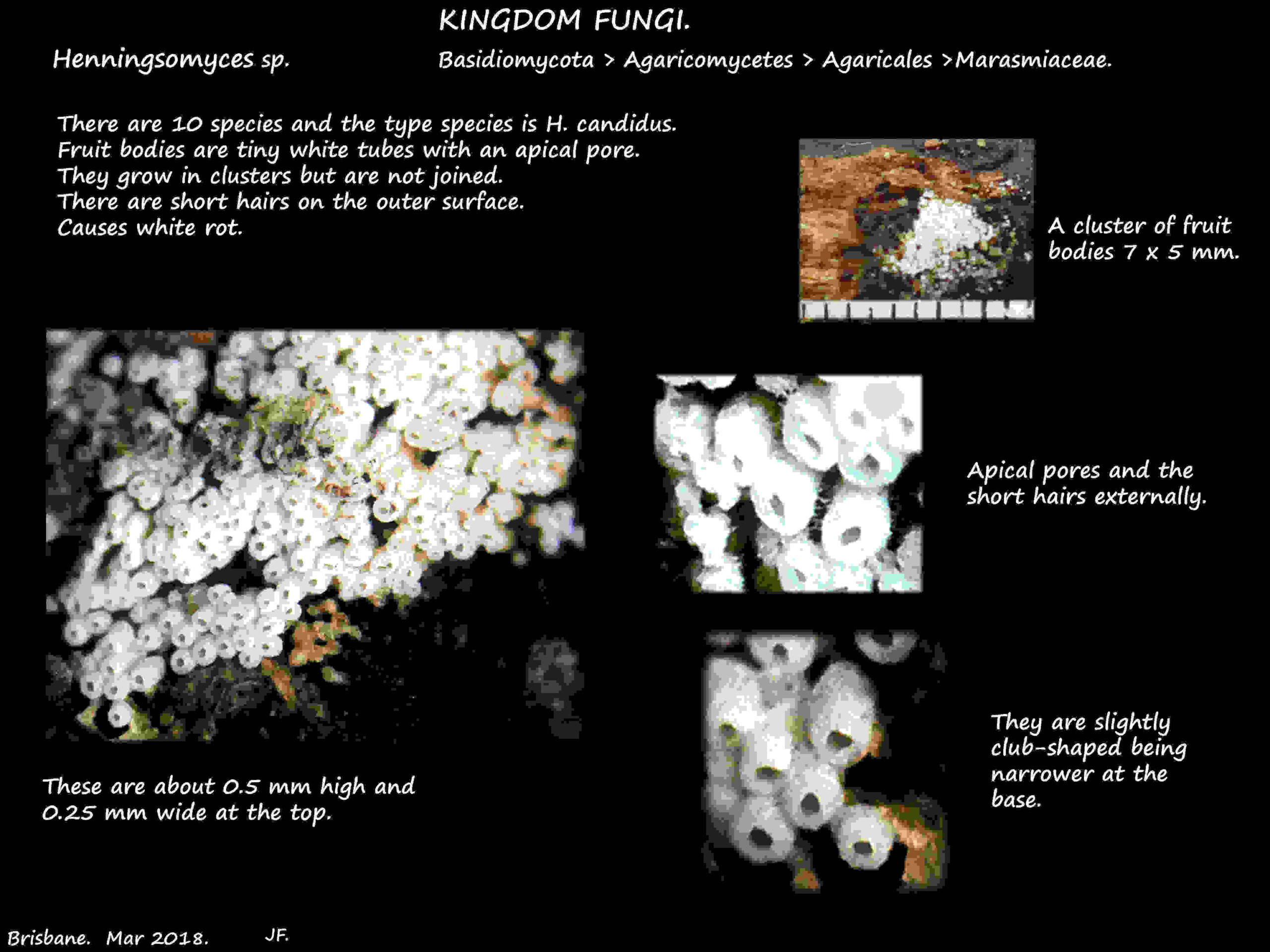 A Hennngsomyces fungus with club-shaped fruit bodies