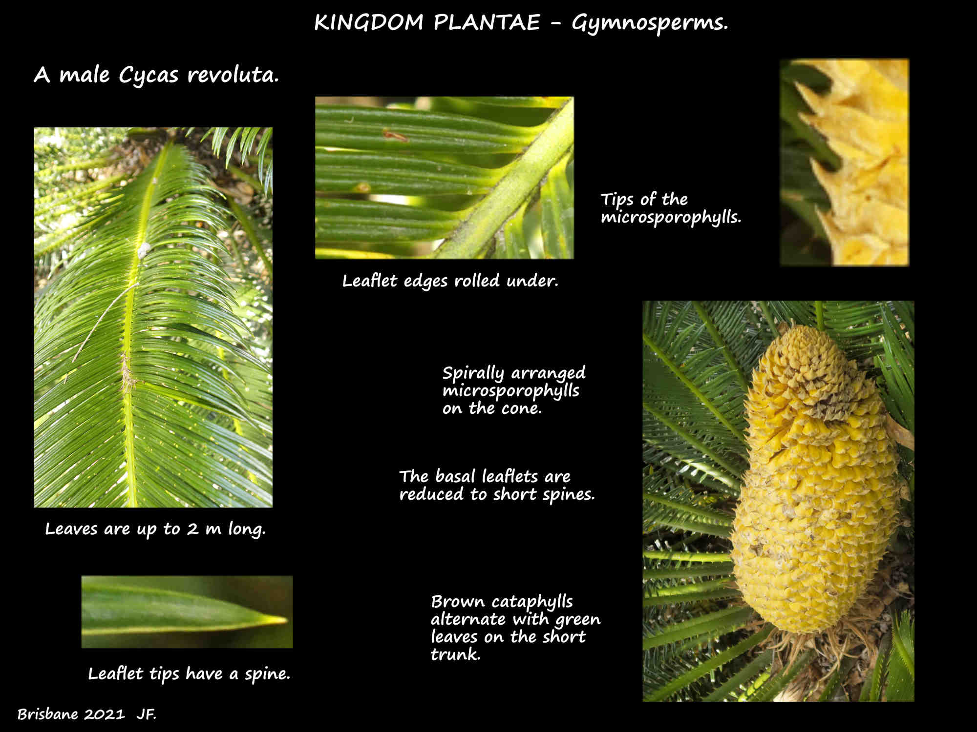 A frond & cone of a male Cycas revoluta