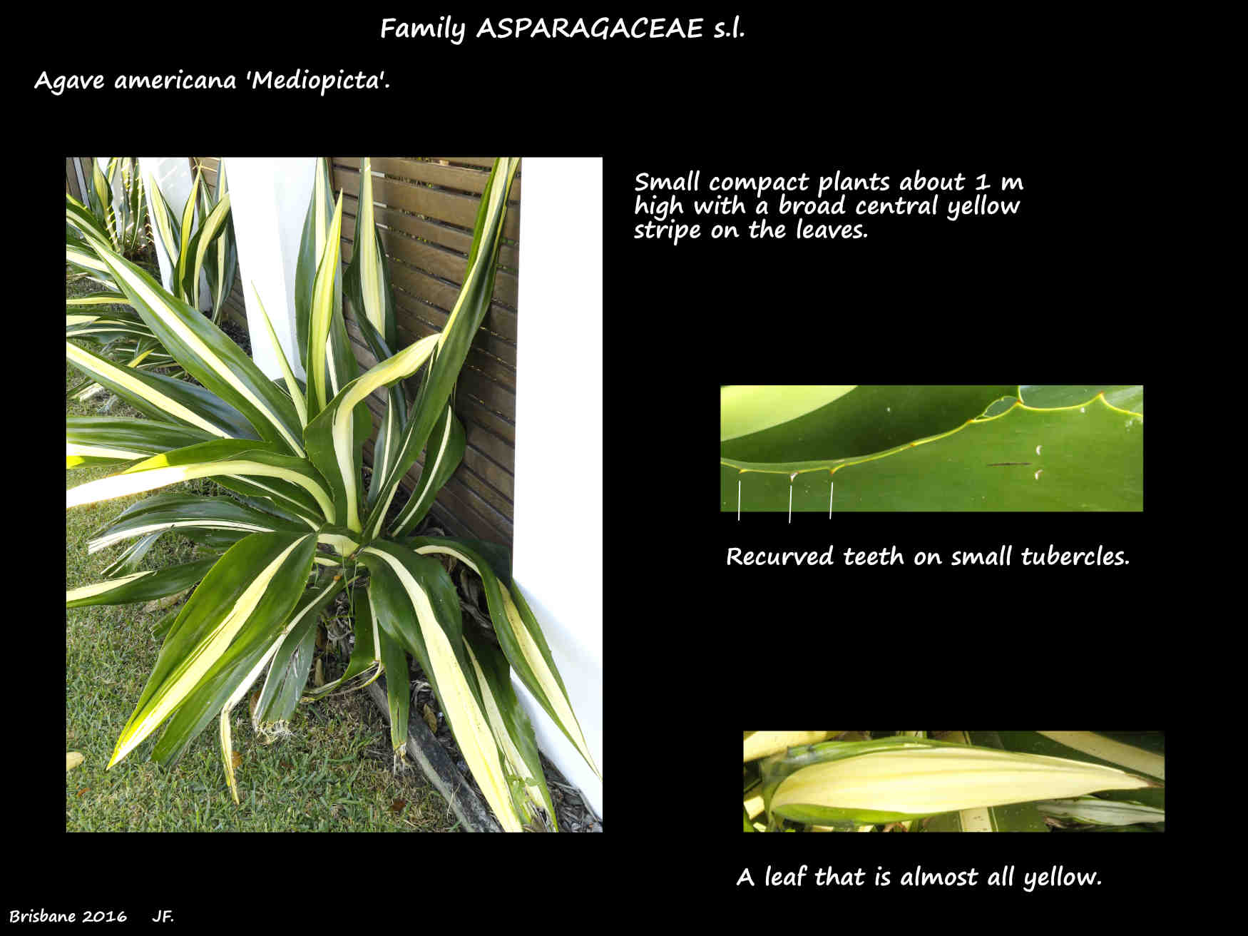 An Agave americana 'Mediopicta' plant