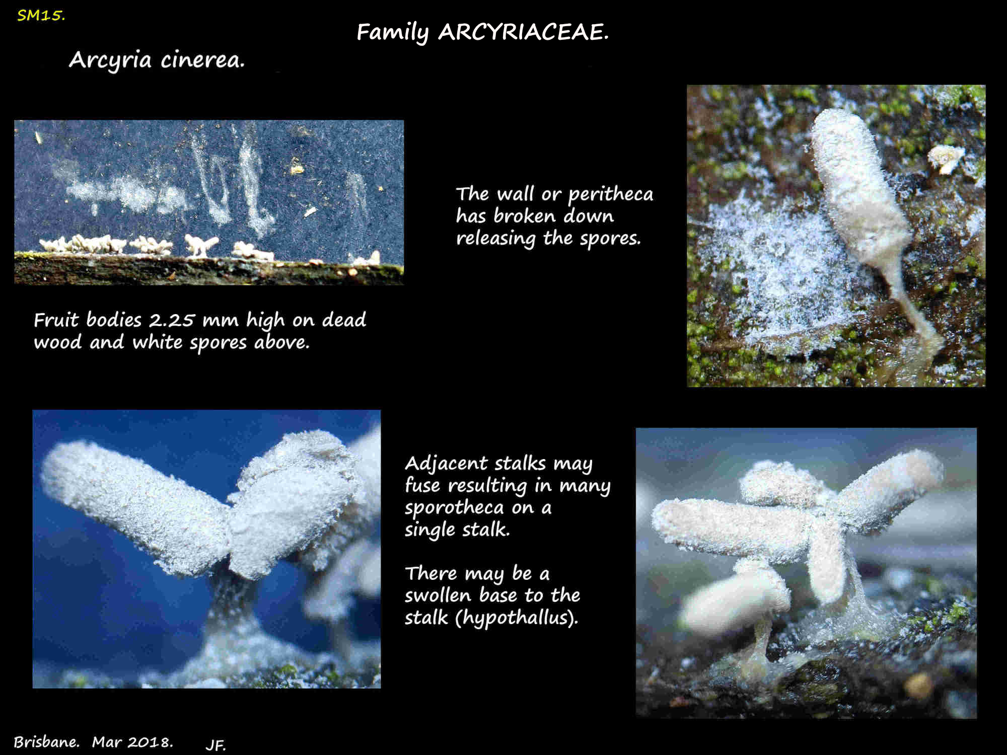 Arcyria sp. fruiting bodies