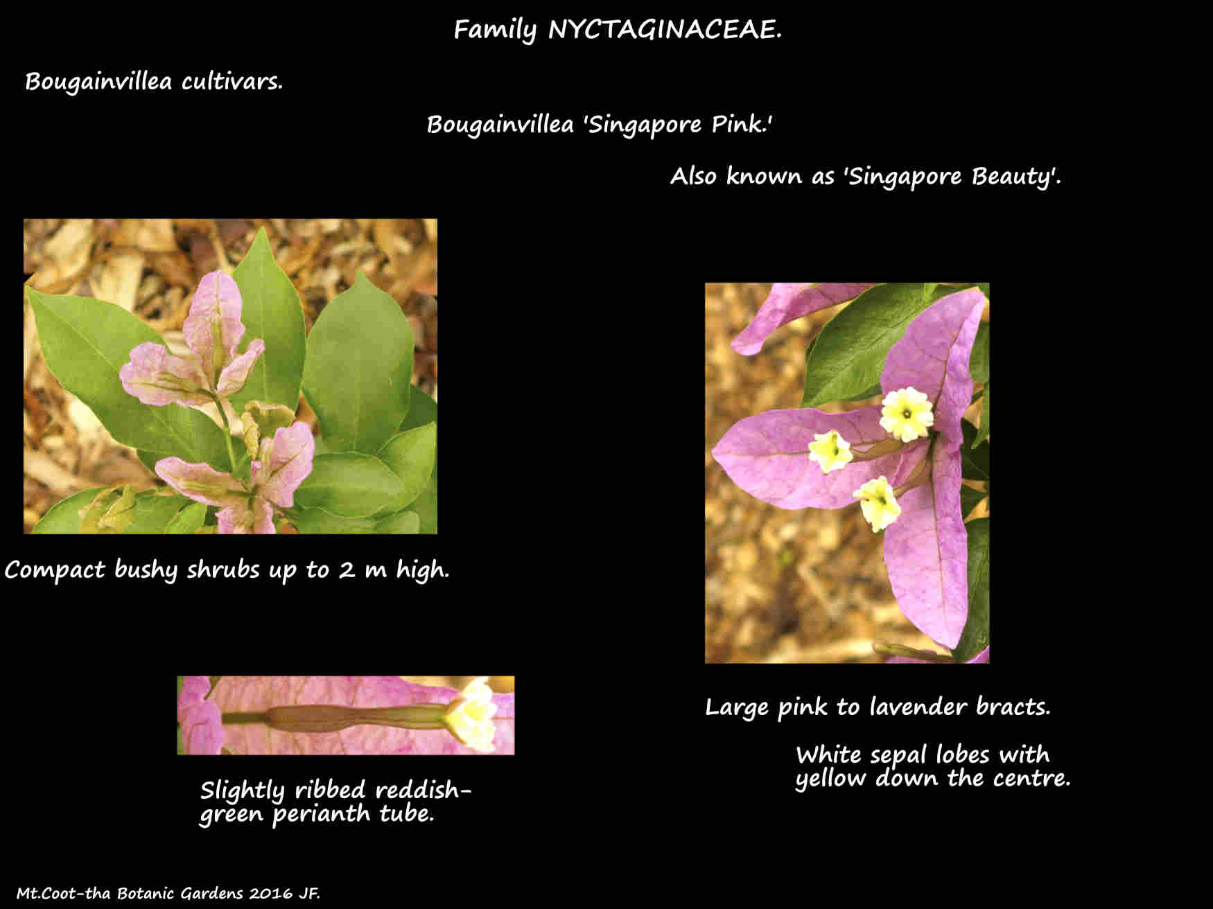 Bougainvillea 'Singapore Pink'