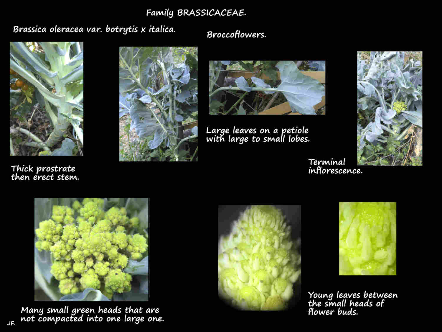 Broccoflowers