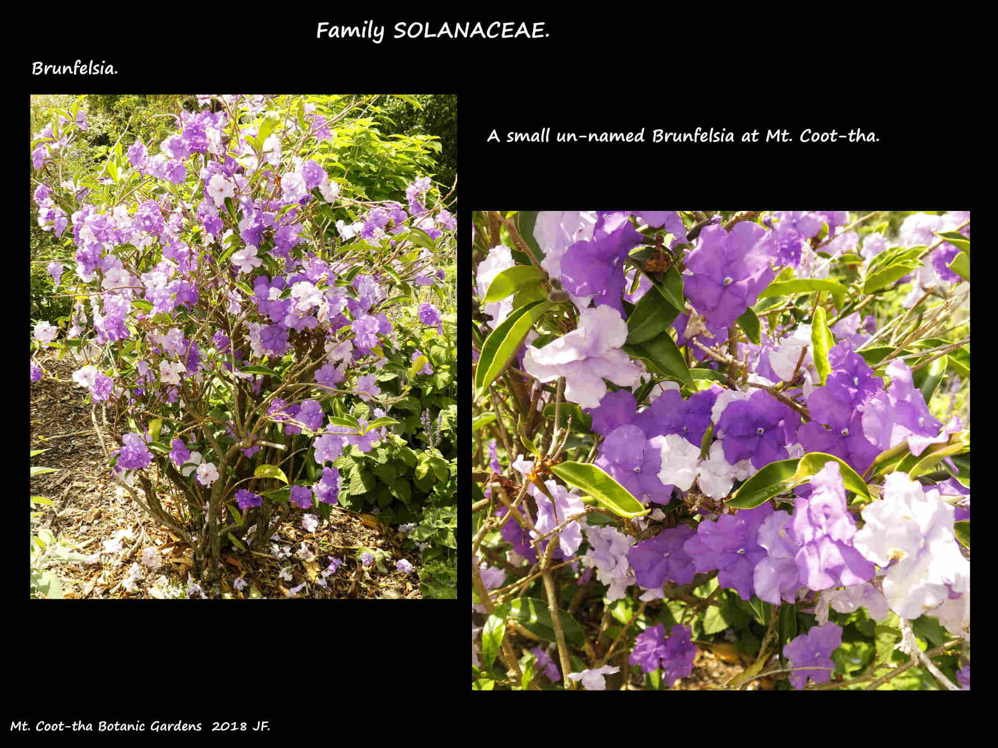 Brunfelsia shrub