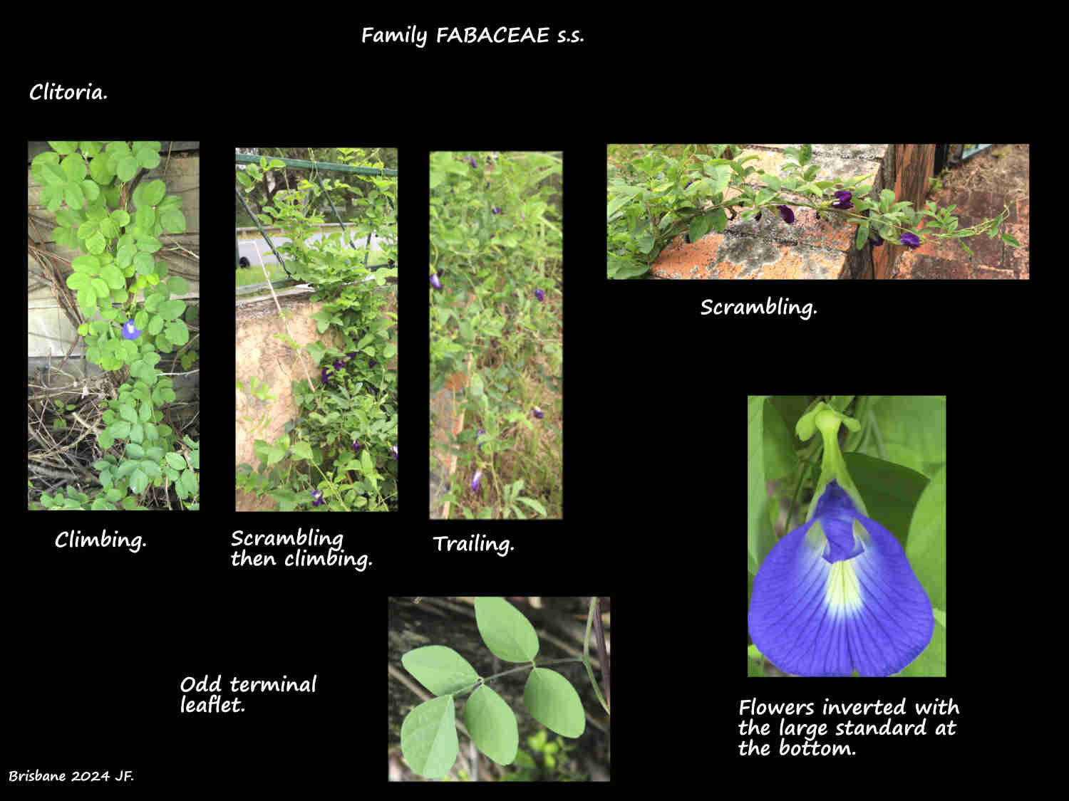 Clitoria