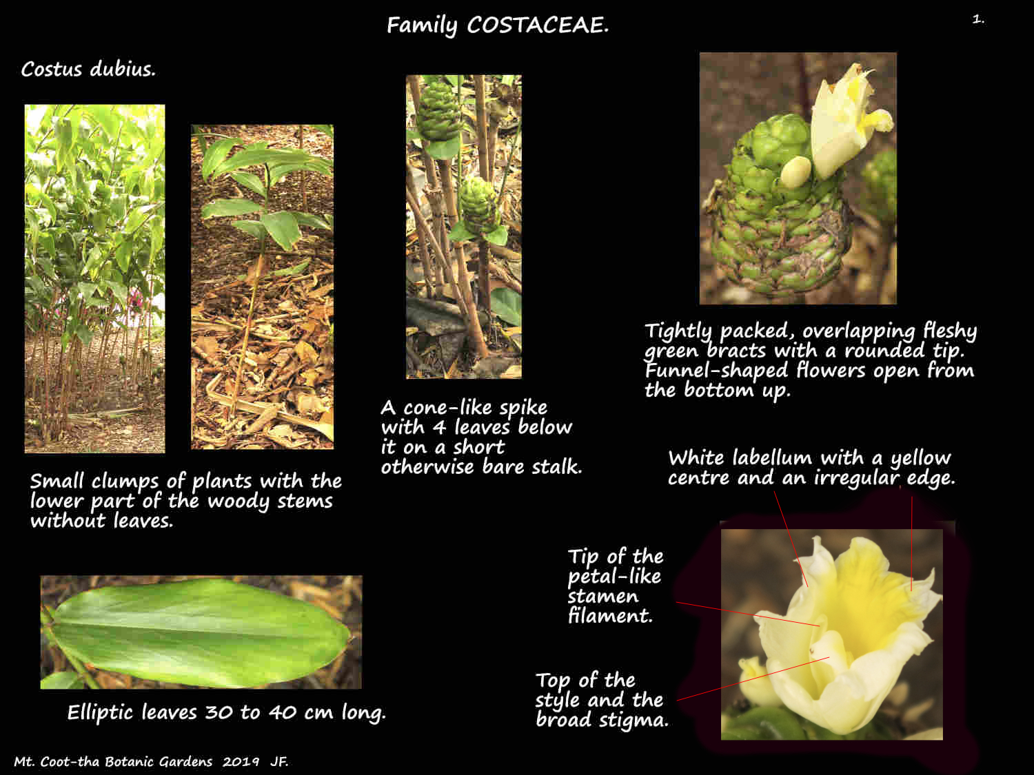 Costus dubius plant & flowers