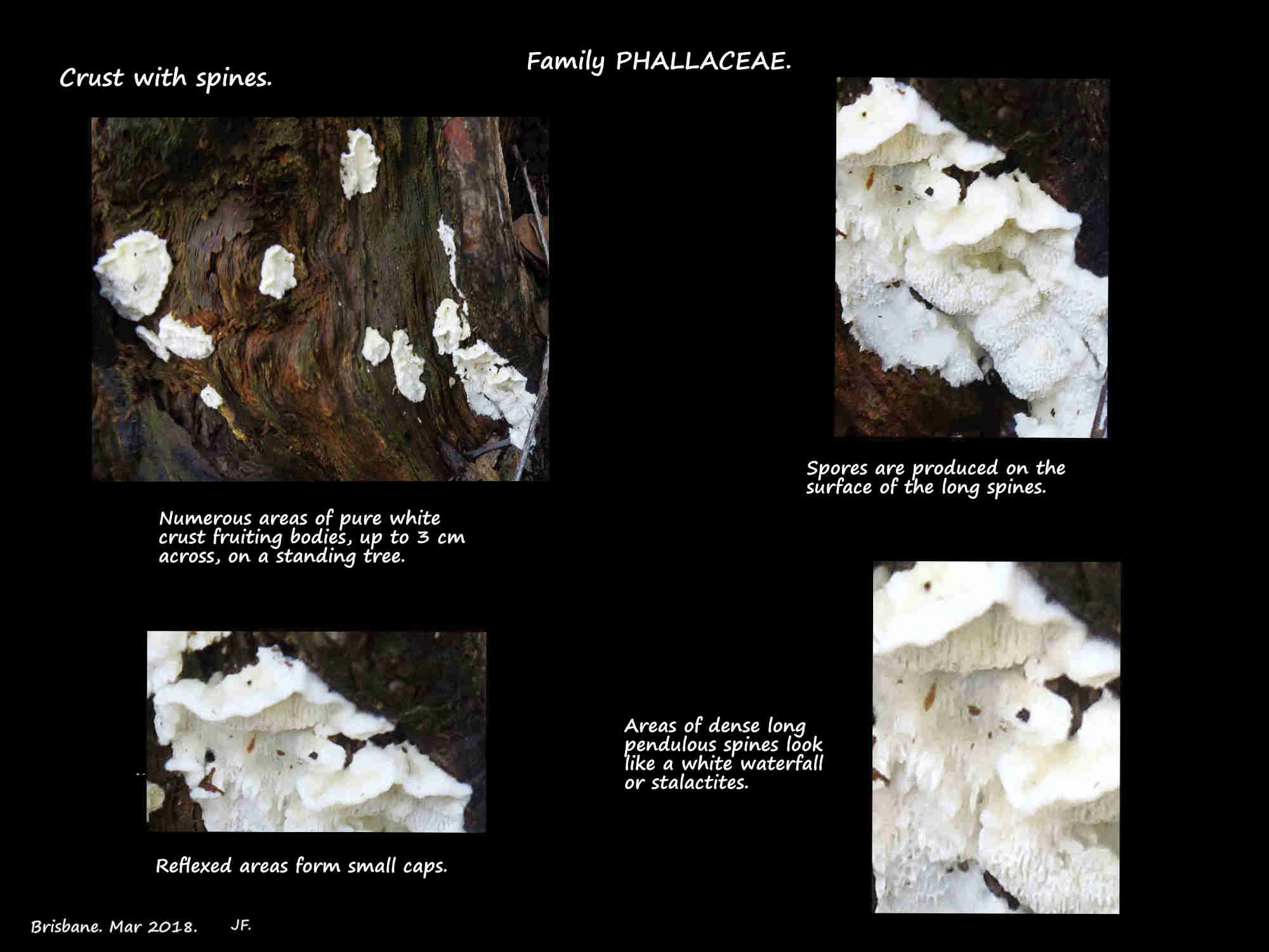 Crust fungus with spines