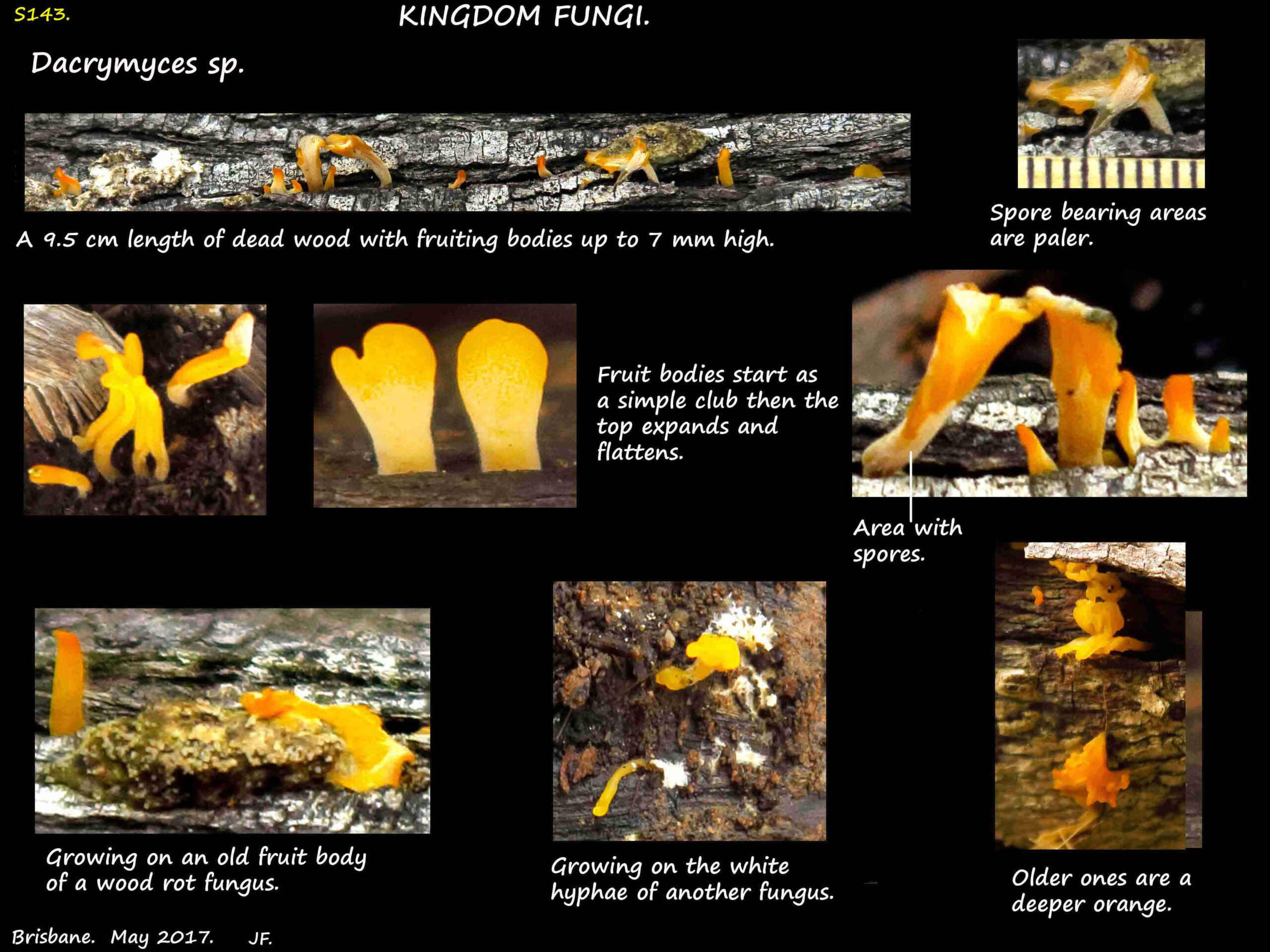 Dacrymyces sp.