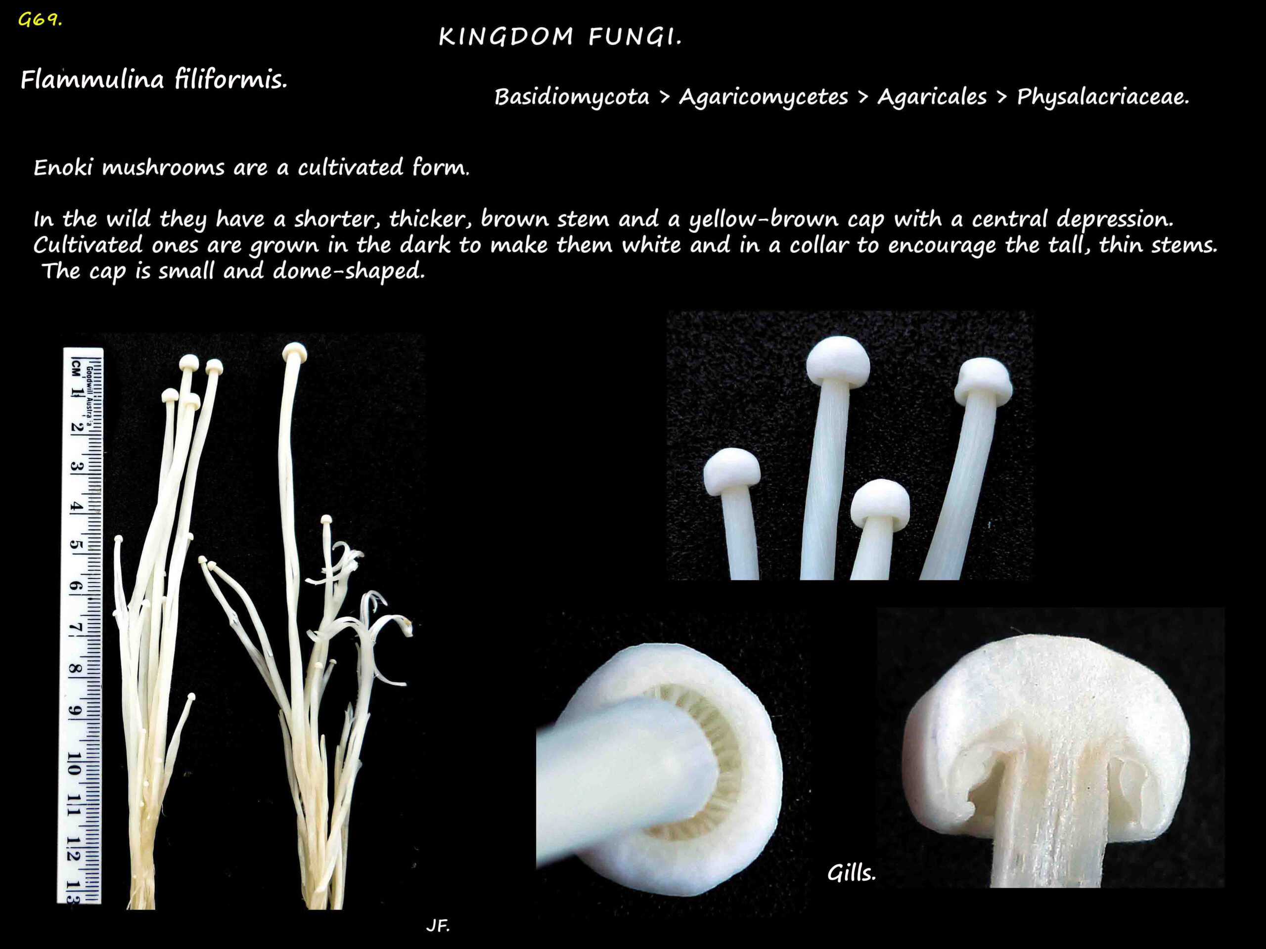 Flammulina filliformis - Enoki mushroom