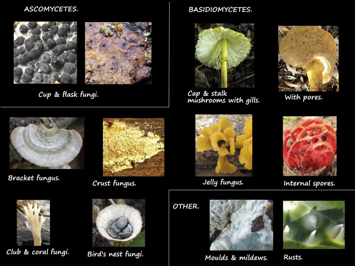 Fungi