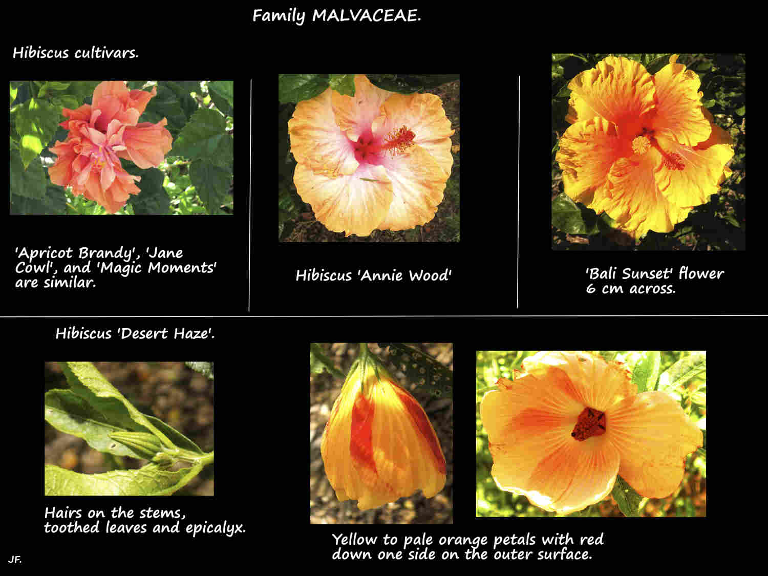 Hibiscus cultivars 1