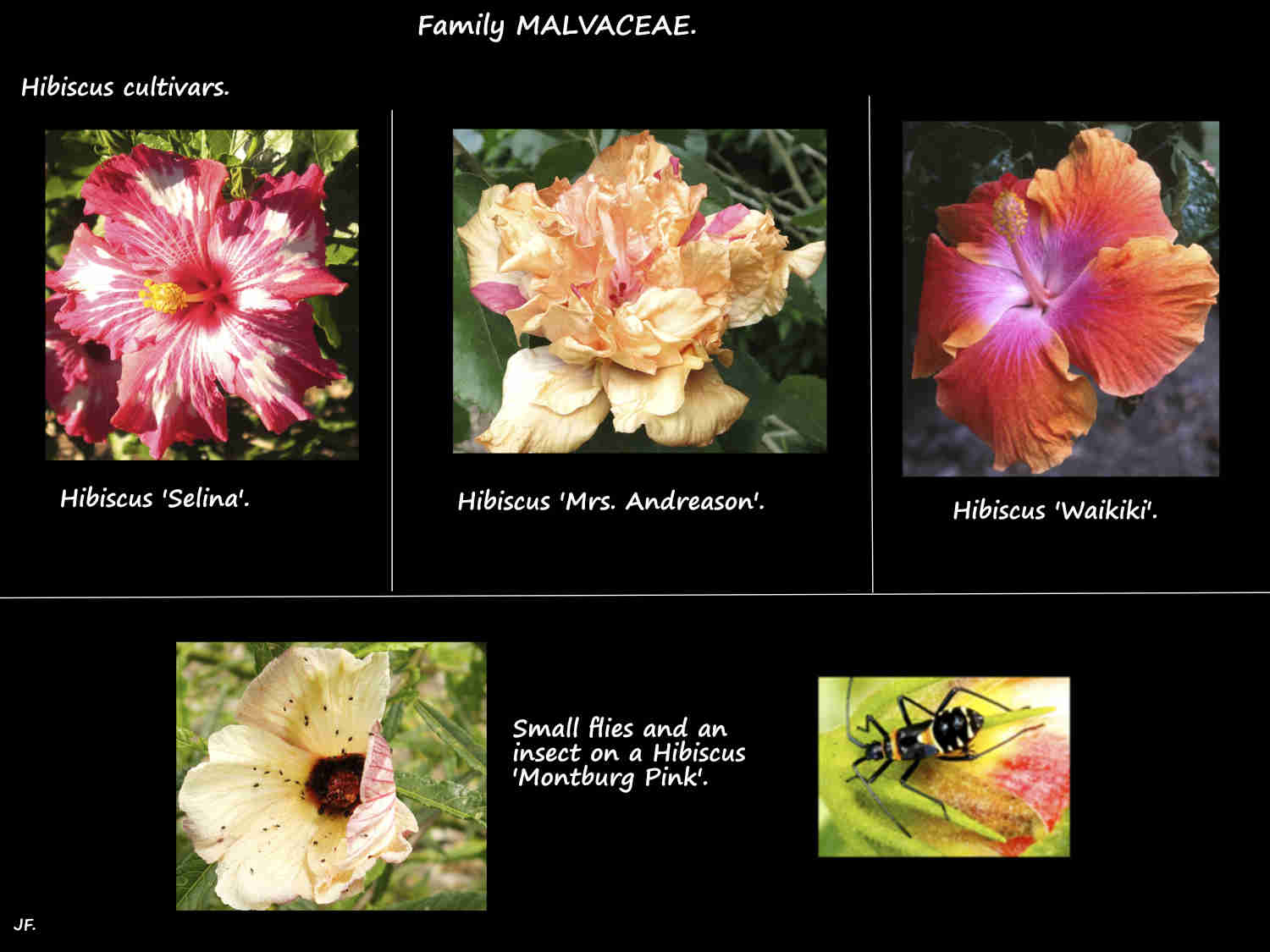 Hibiscus cultivars 2