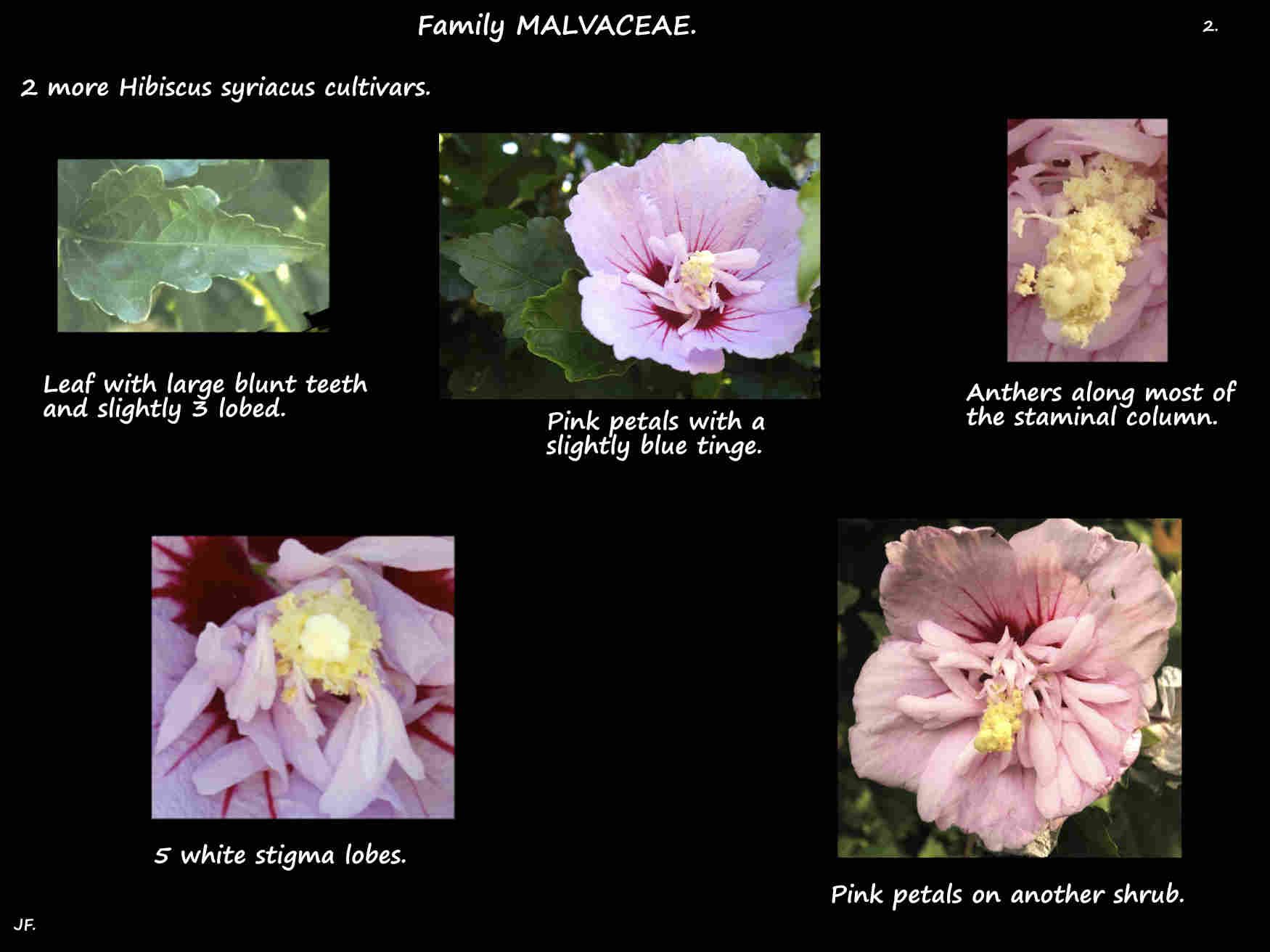 Hibiscus syriacus cultivars 2