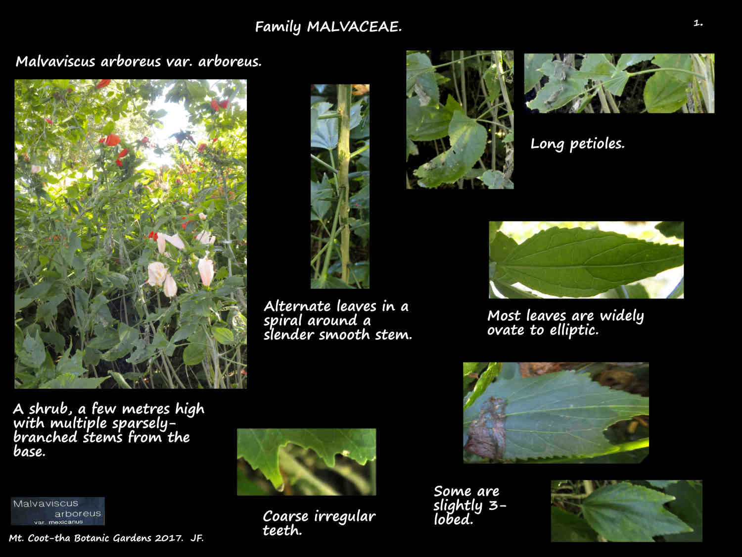 Malvaviscus arboreus var. arboreus 1