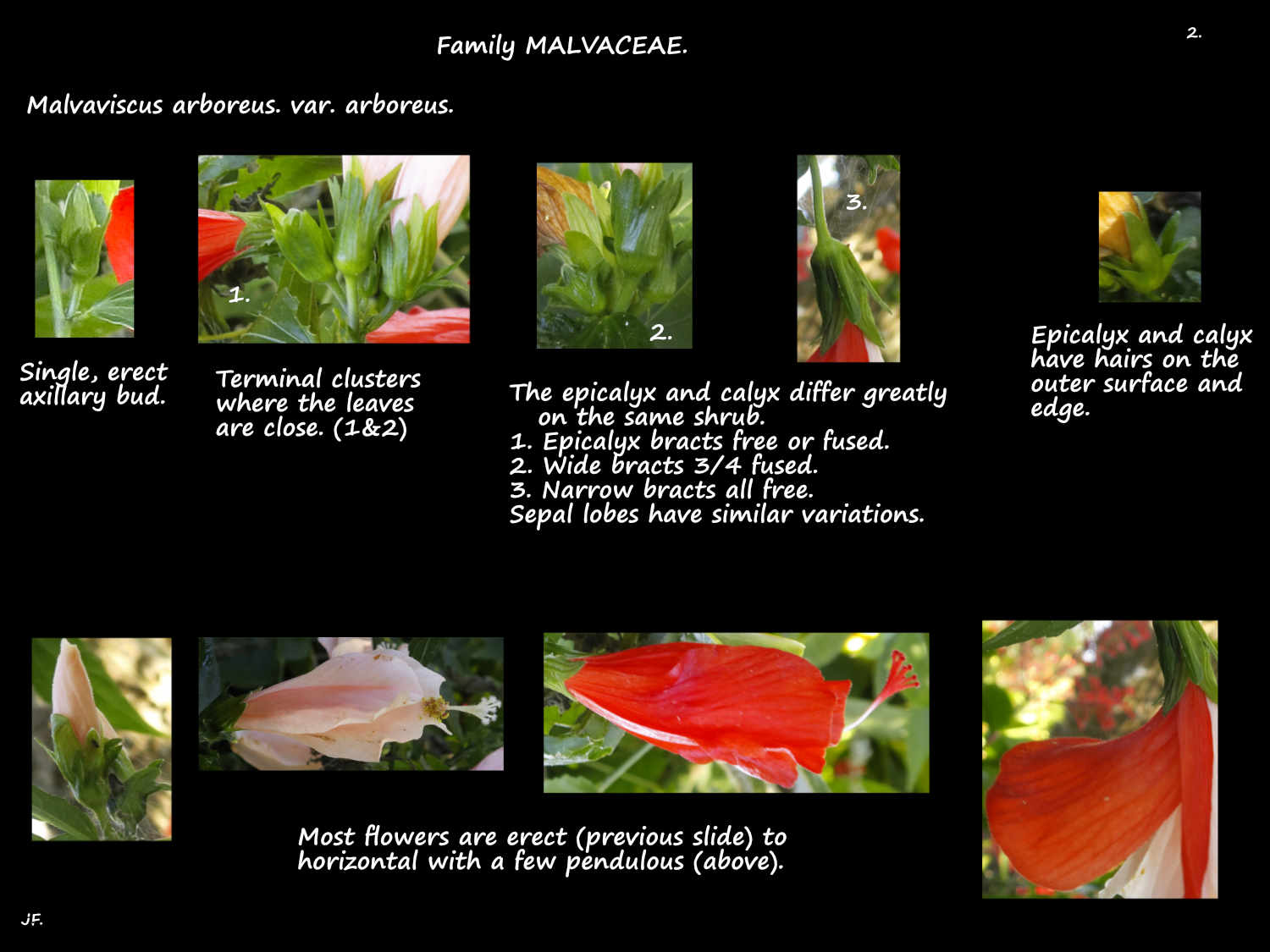 Malvaviscus arboreus var. arboreus 2