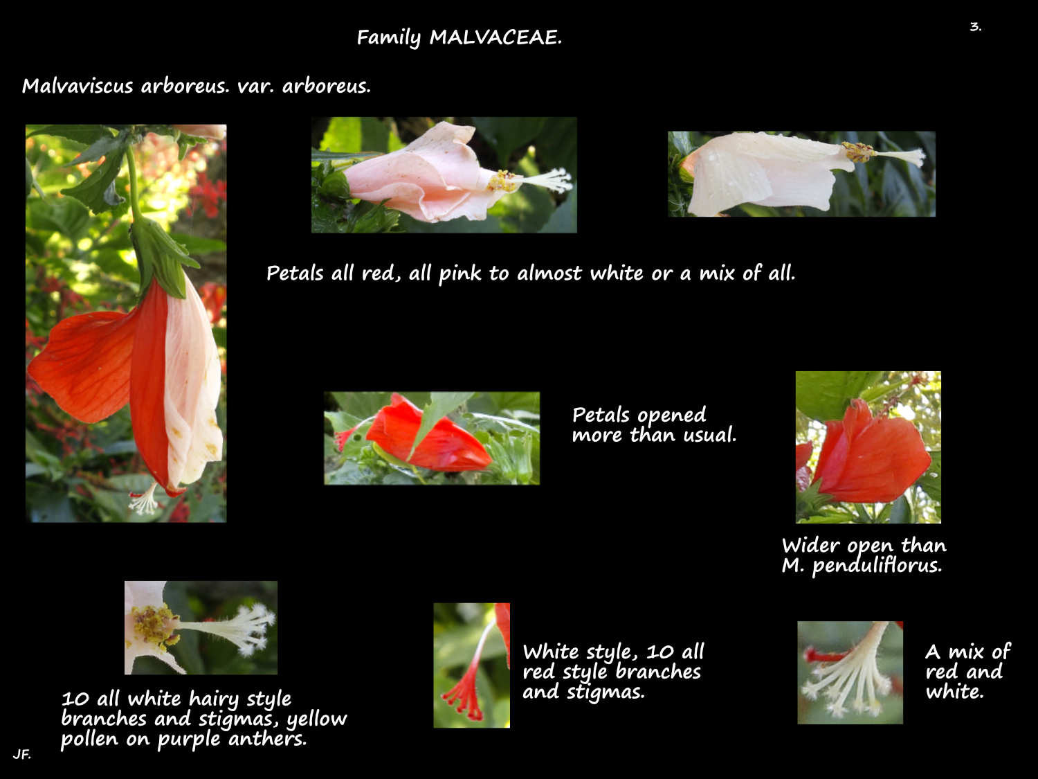 Malvaviscus arboreus var. arboreus 3