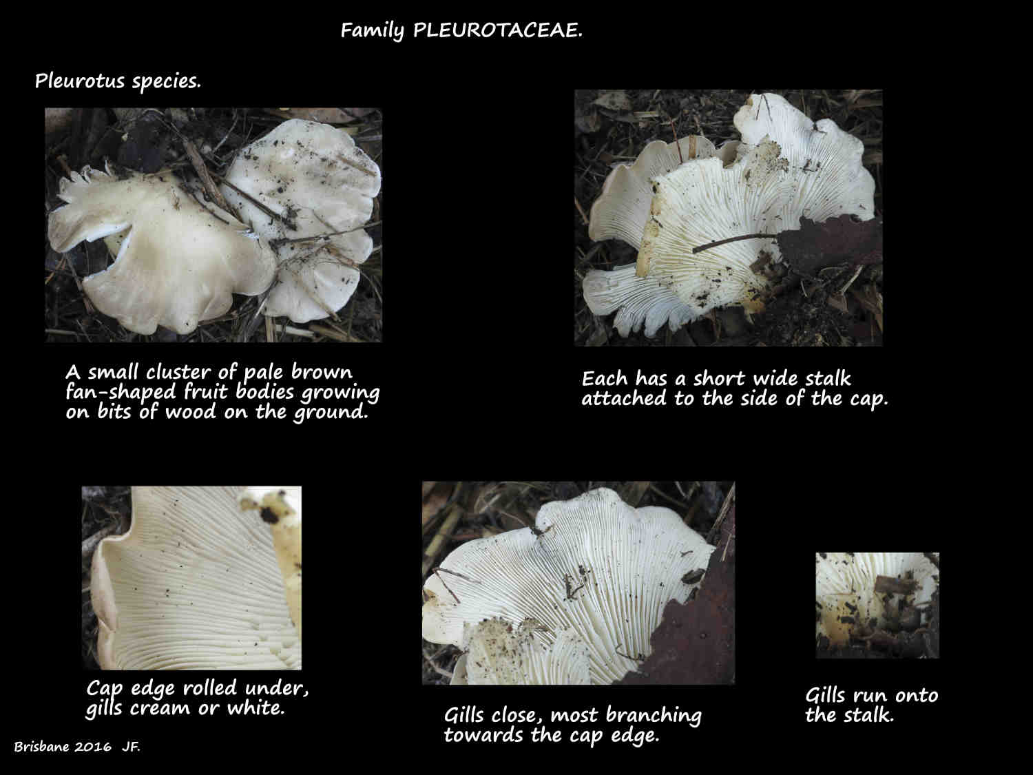 Pleurotus sp.