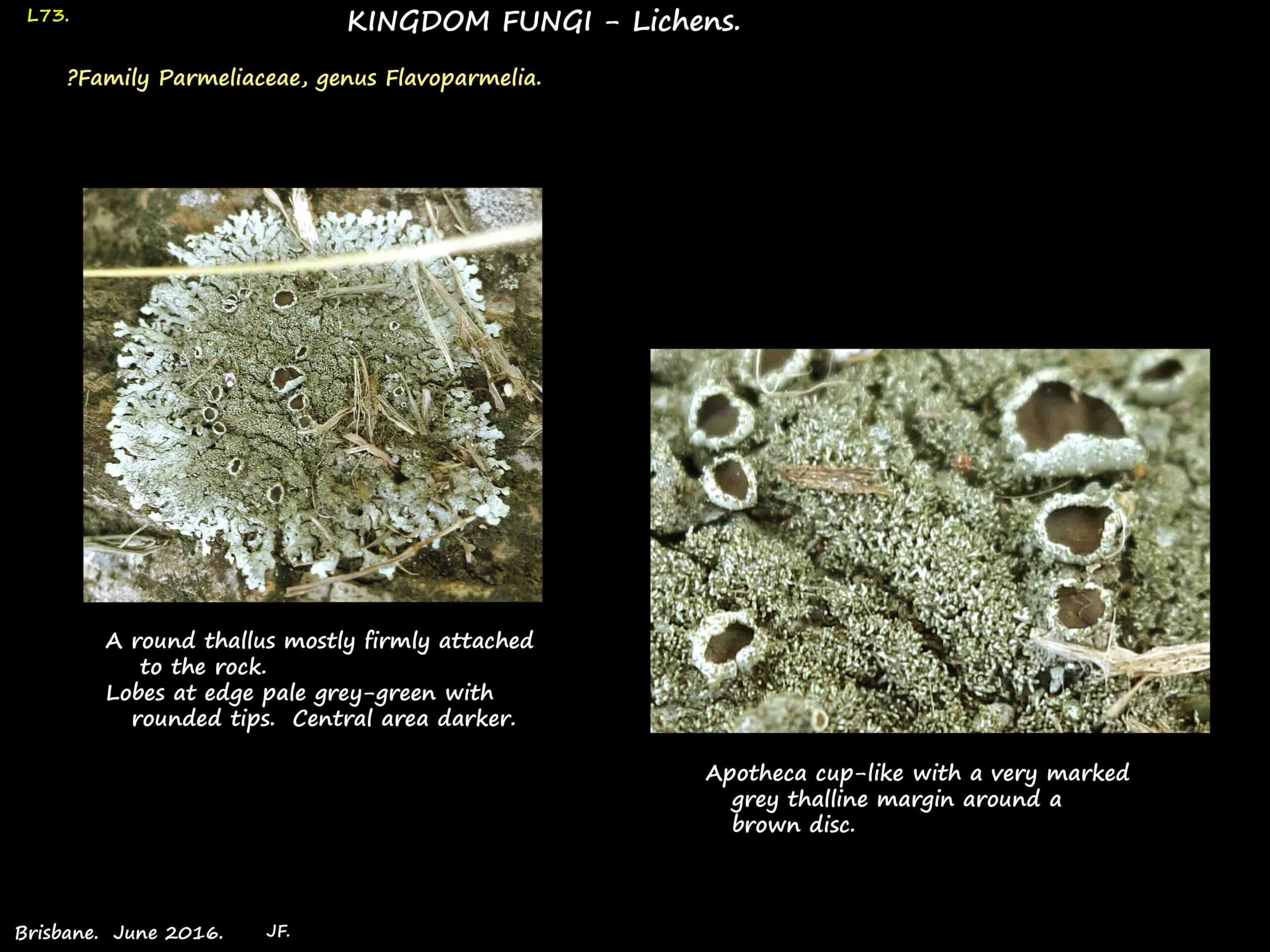 Possibly a Flavoparmelia lichen