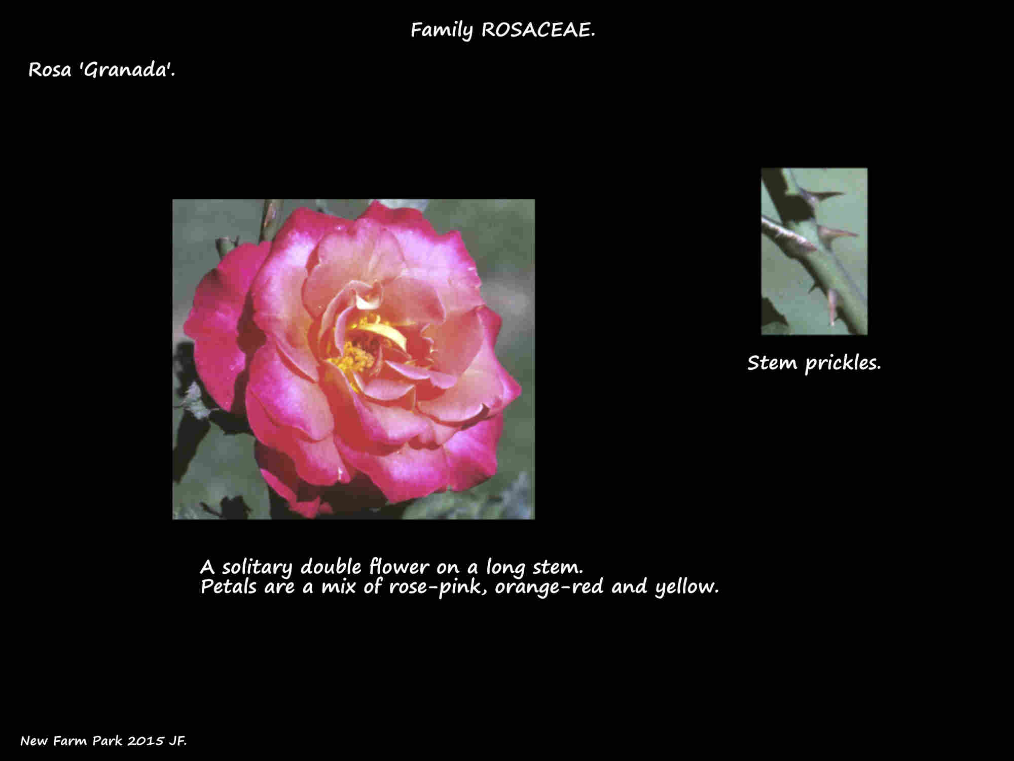 Rosa 'Granada'